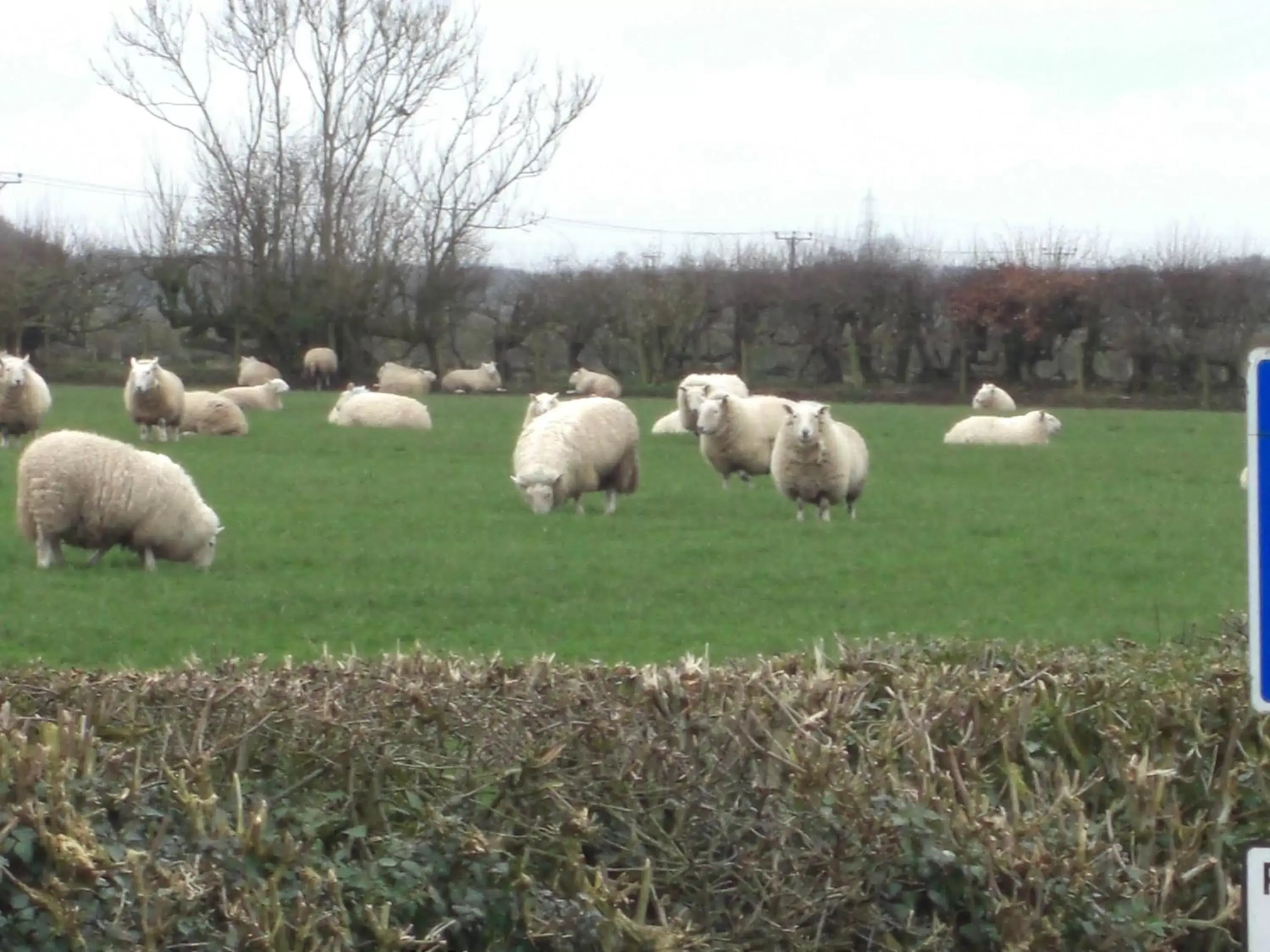 Neighbourhood, Other Animals in Lynebank House Hotel, Bed & Breakfast