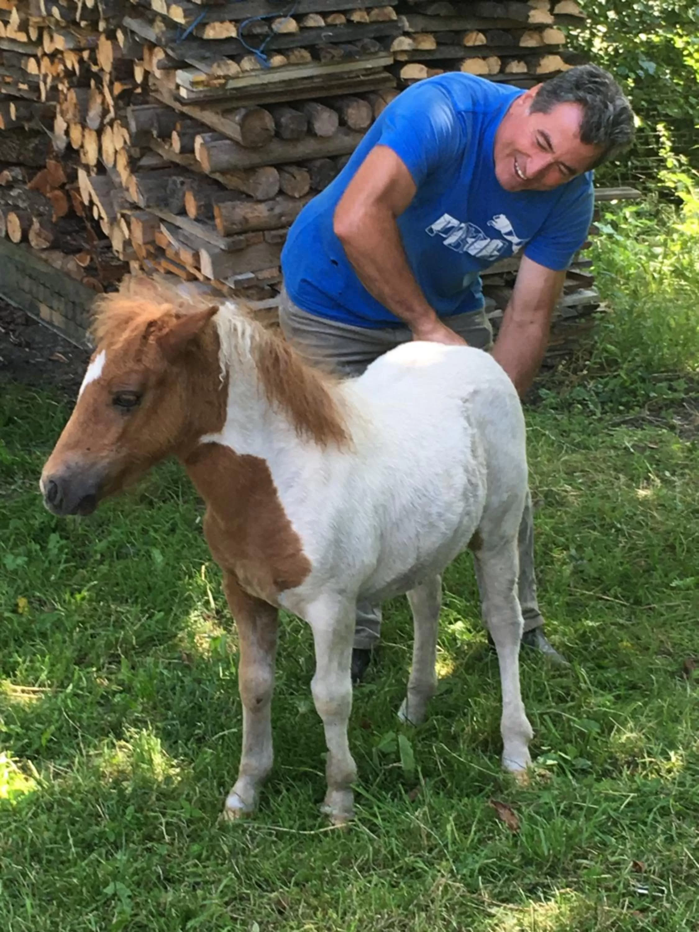 Day, Other Animals in Pensiunea SilvAnka