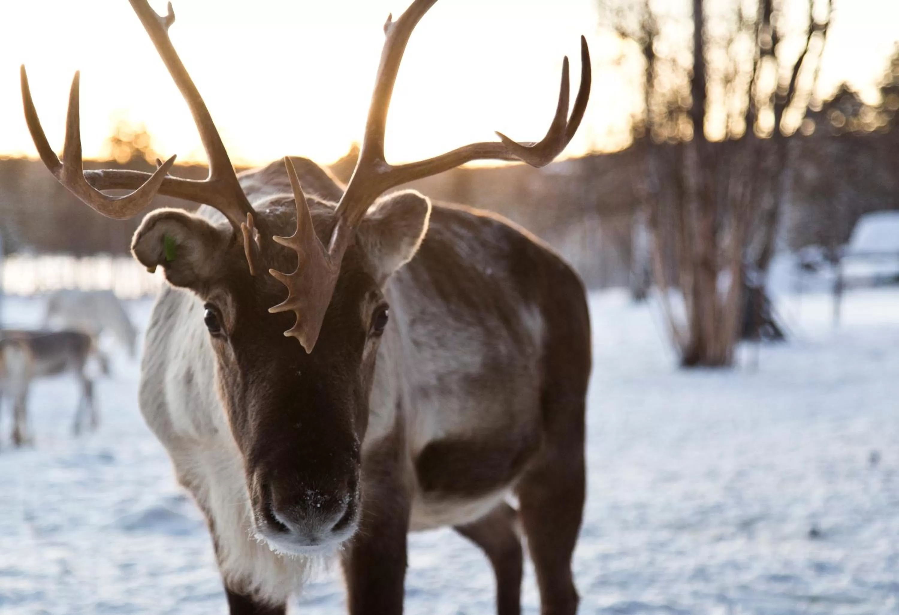 Activities in Wilderness Hotel Inari & Igloos