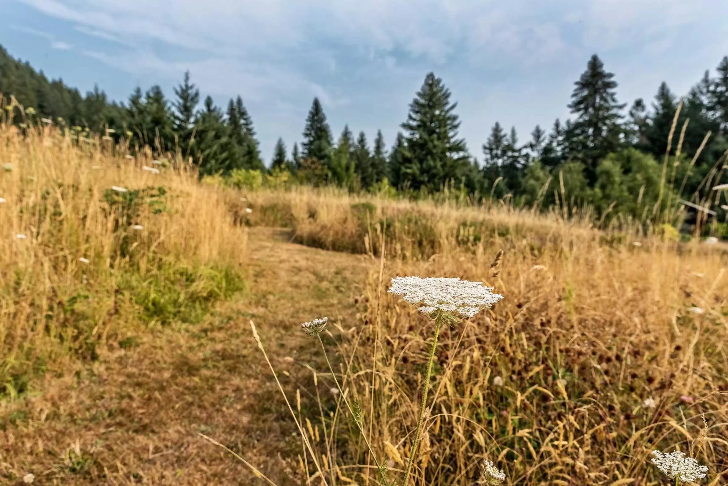 Natural landscape in Carson Ridge Luxury Cabins