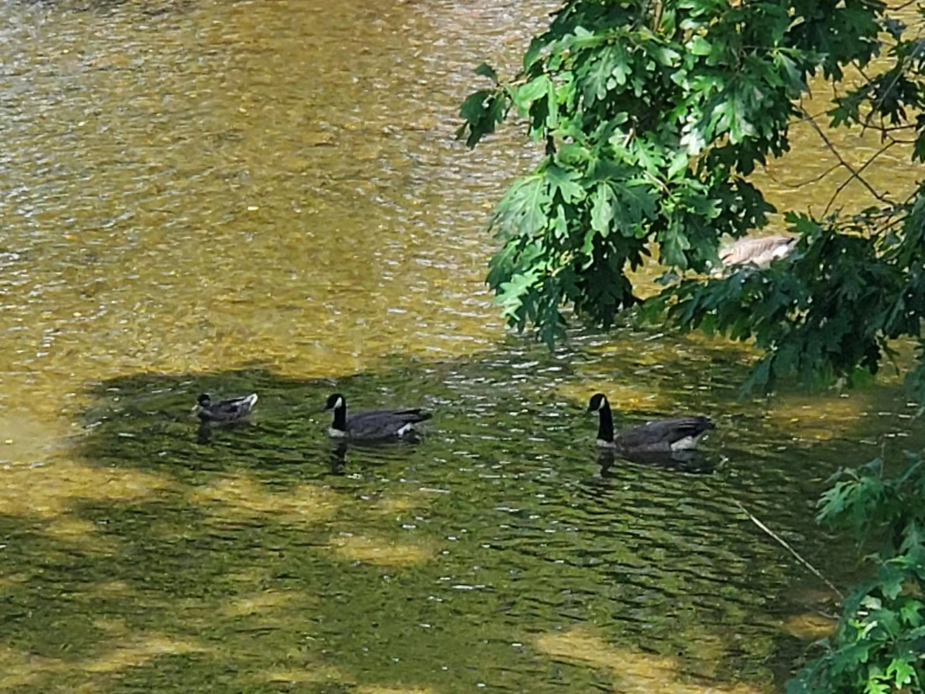 Animals, Other Animals in Colonial House Motel