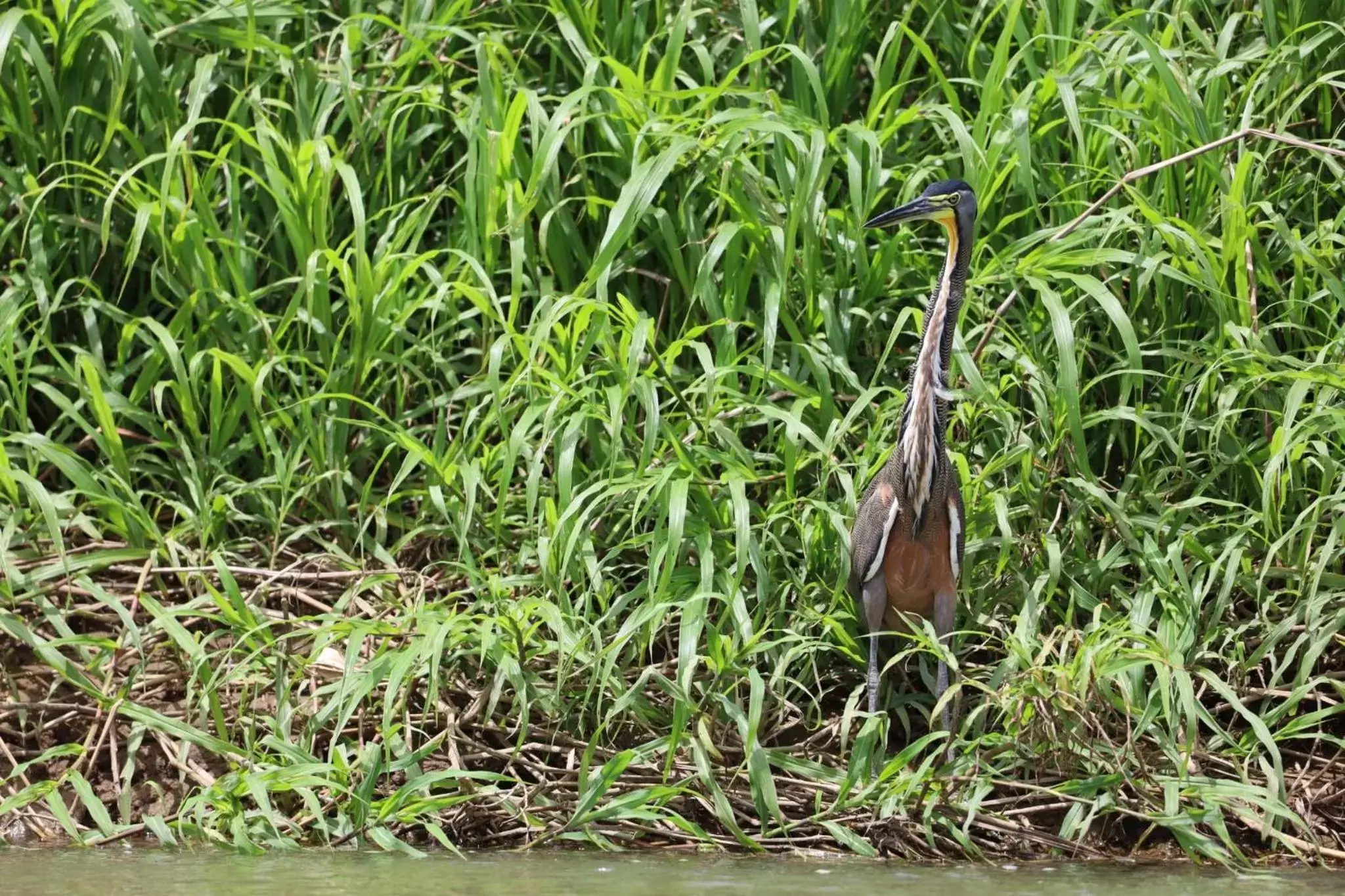 Iguanitas Lodge