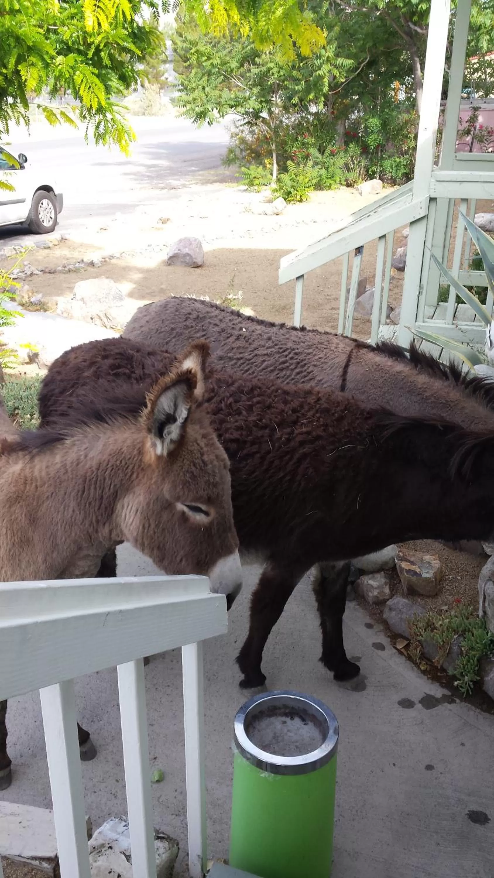 Animals, Pets in Atomic Inn Beatty Near Death Valley
