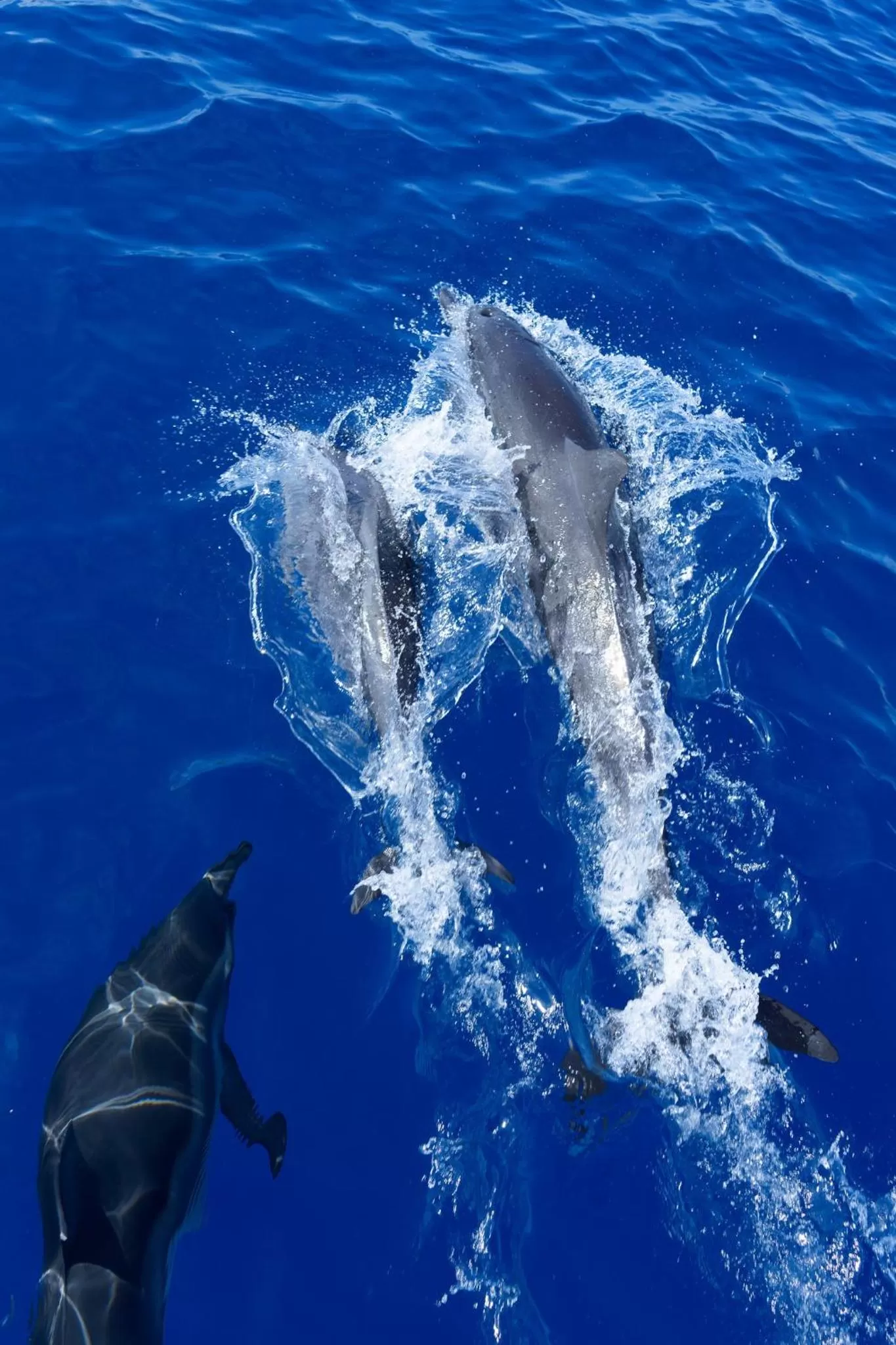 Activities in Canareef Resort Maldives