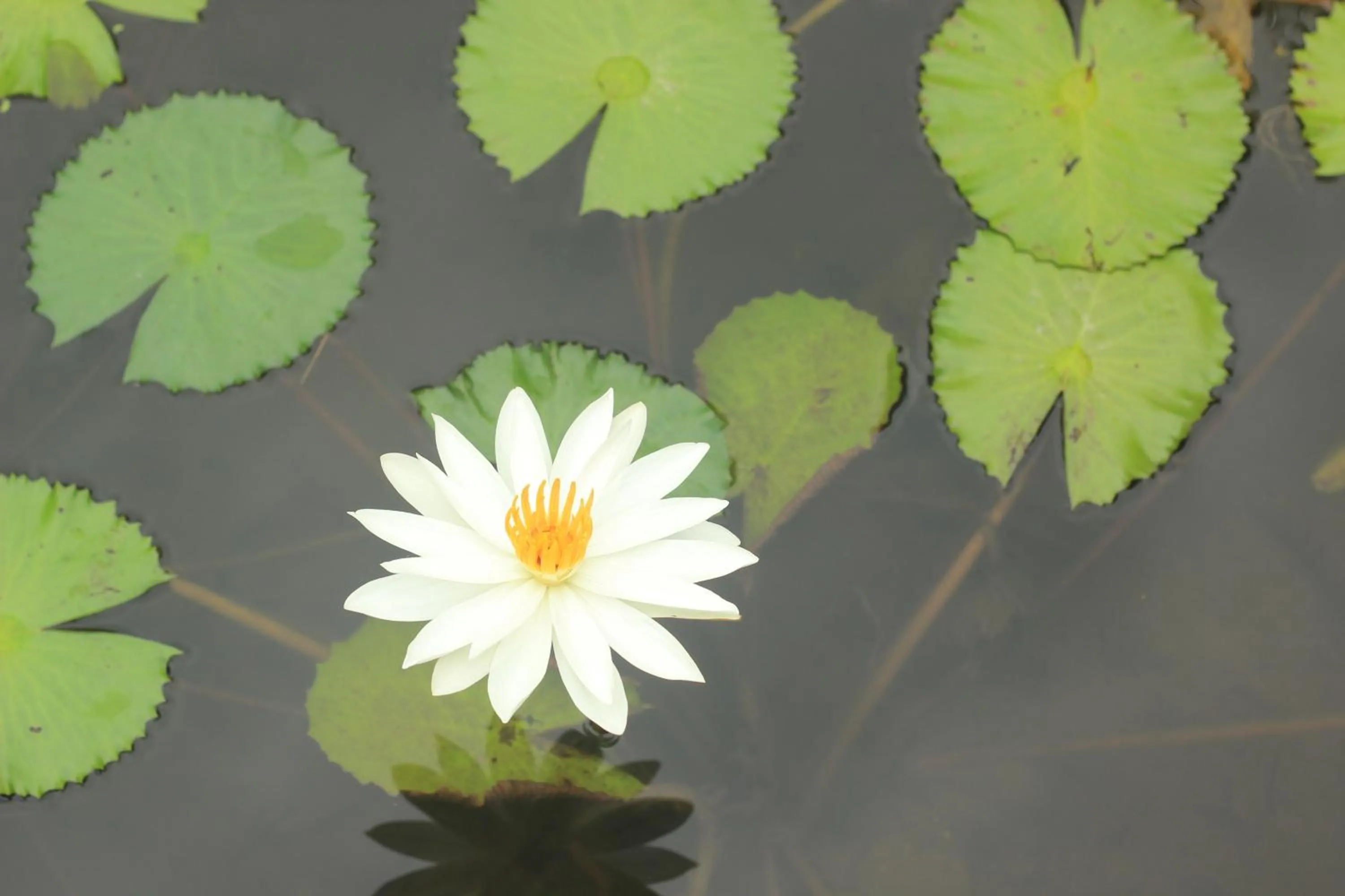 Garden in BeingSattvaa Luxury Ubud