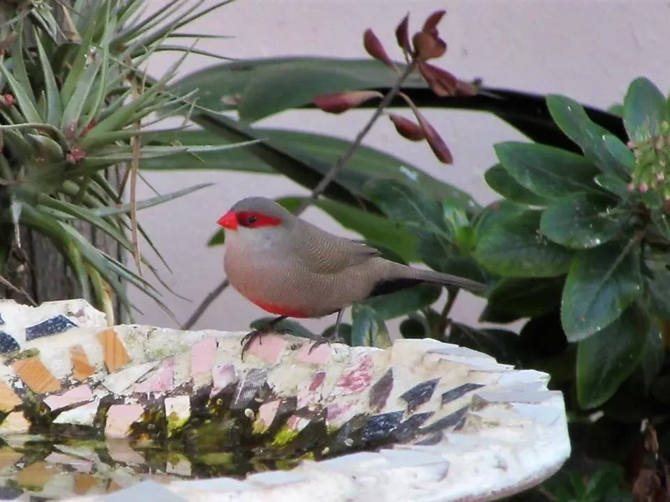 Garden in Squirrels Corner