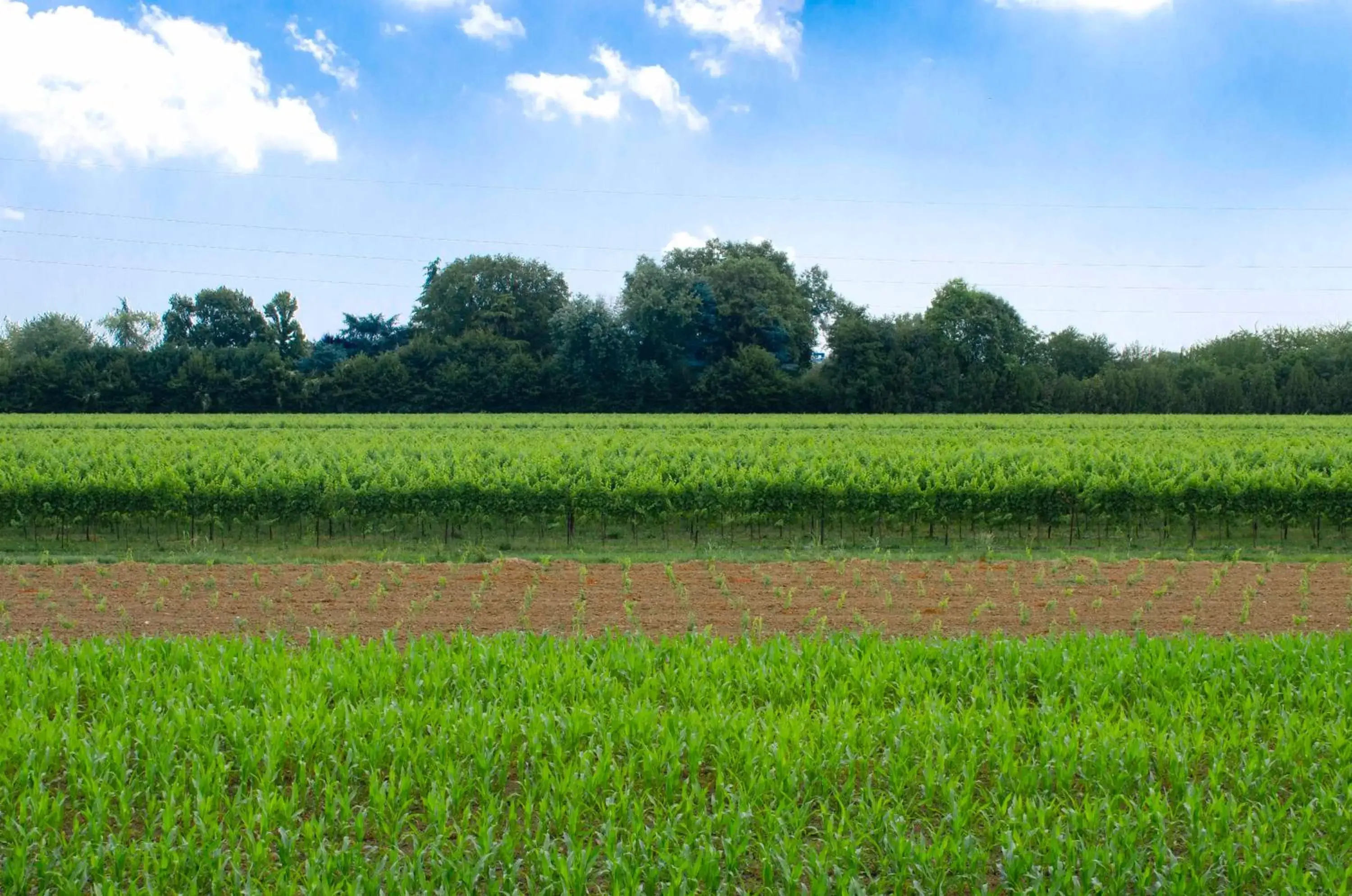 Natural landscape in GREEN GARDEN Resort - Smart Hotel