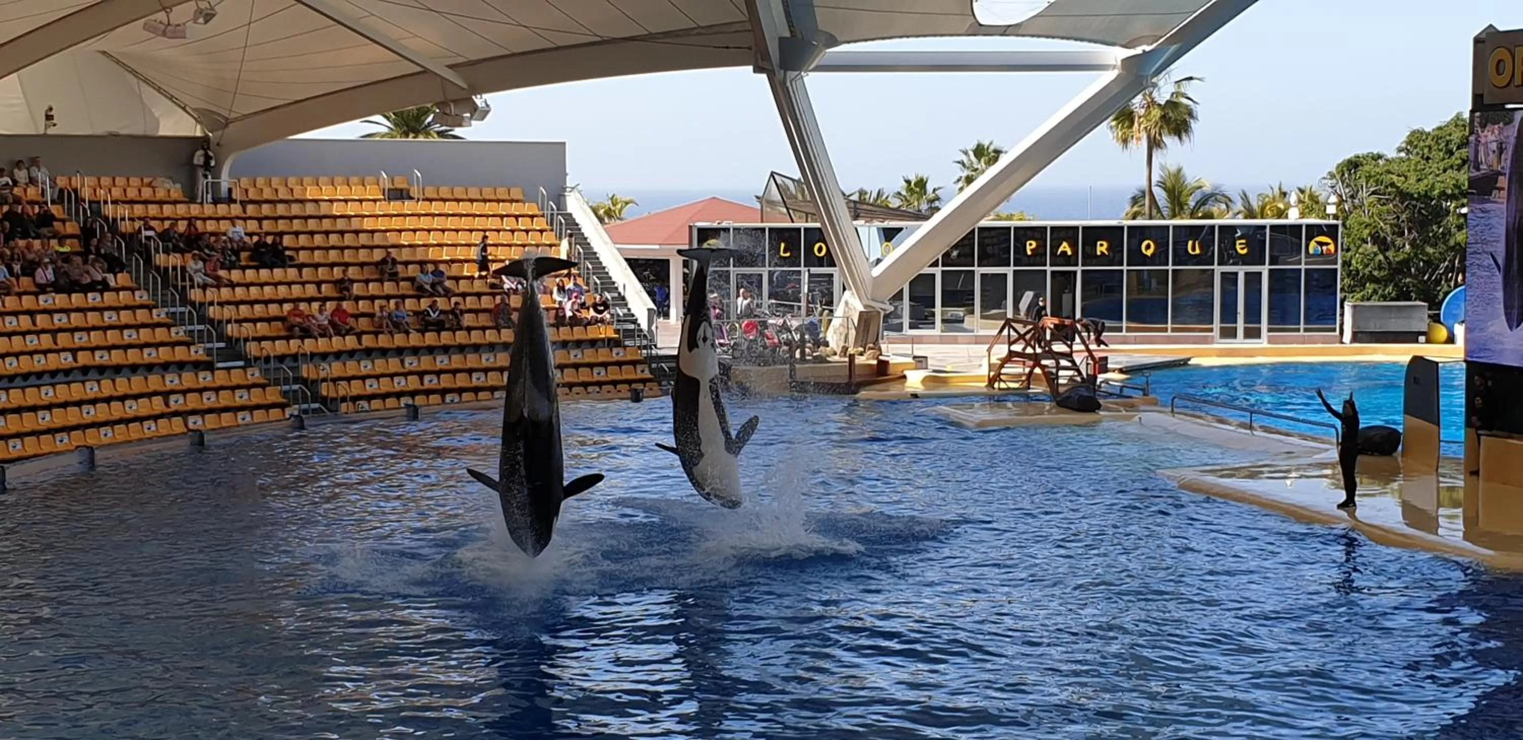 Other, Swimming Pool in Tenerife Rooms S. C.