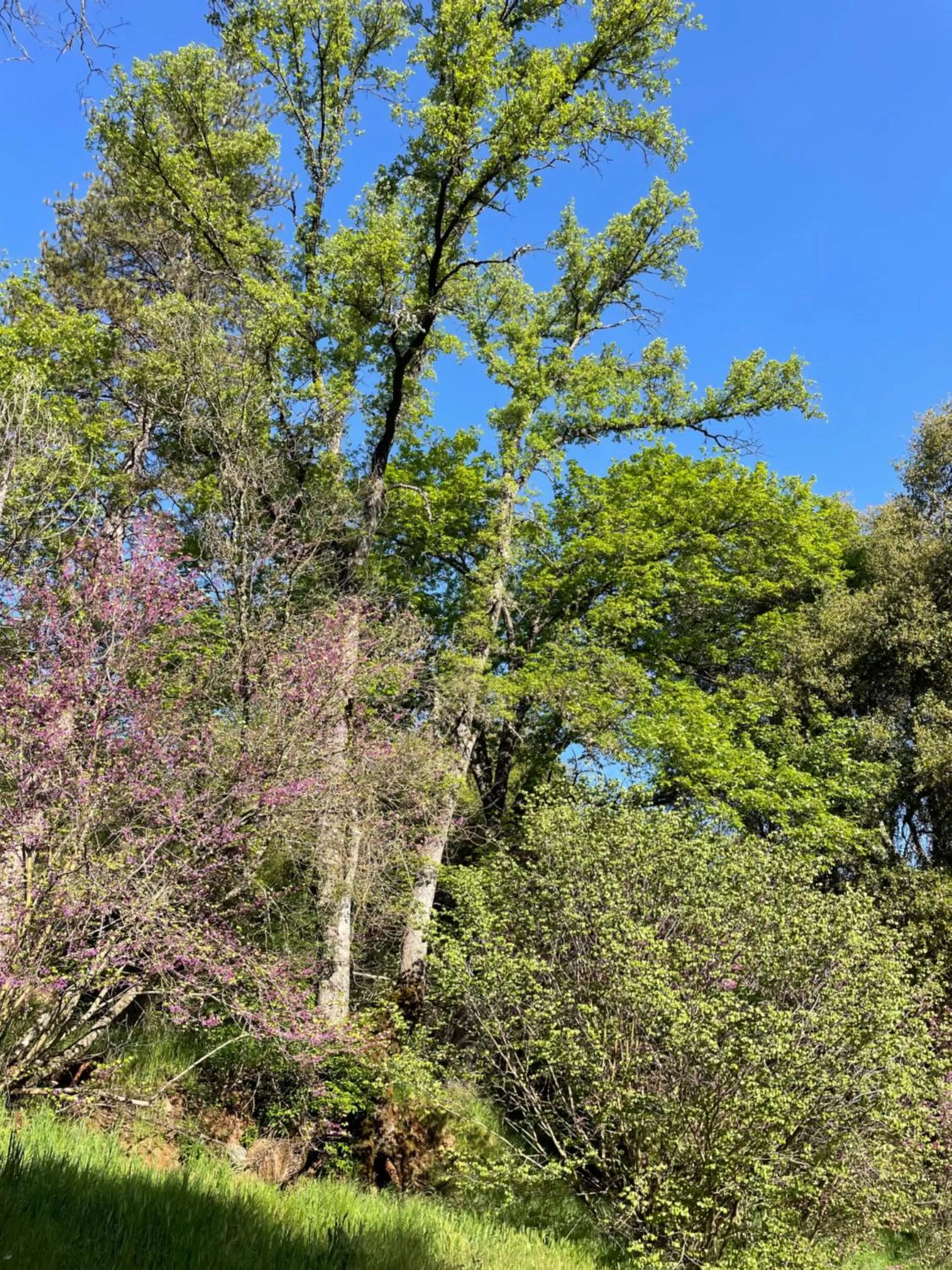 Natural Landscape in Bear Creek Cabins
