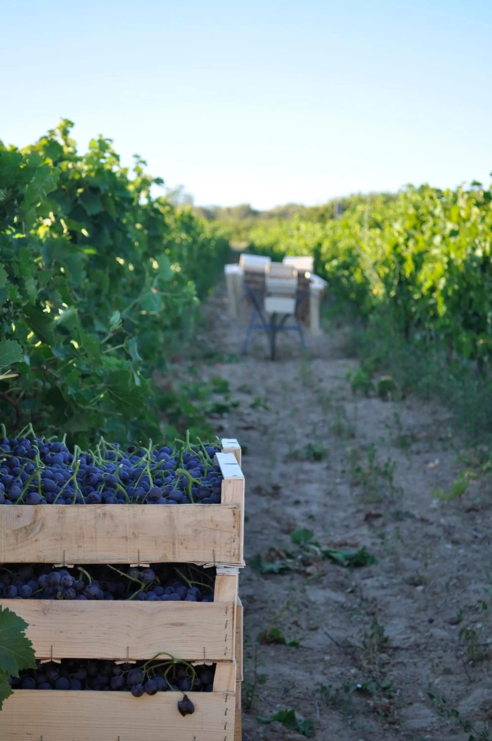 Day in Le Mas de Plein Pagnier