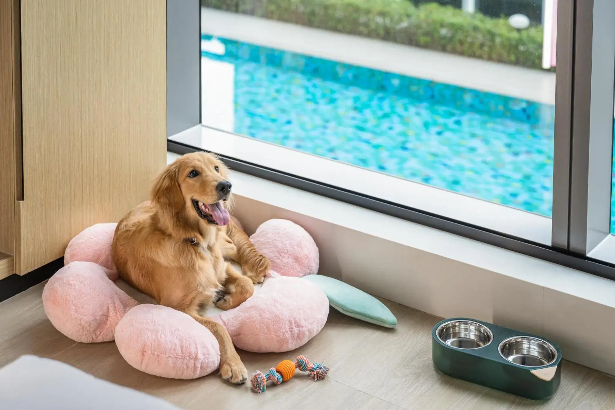 Pets in Hyatt Place New Taipei City Xinzhuang