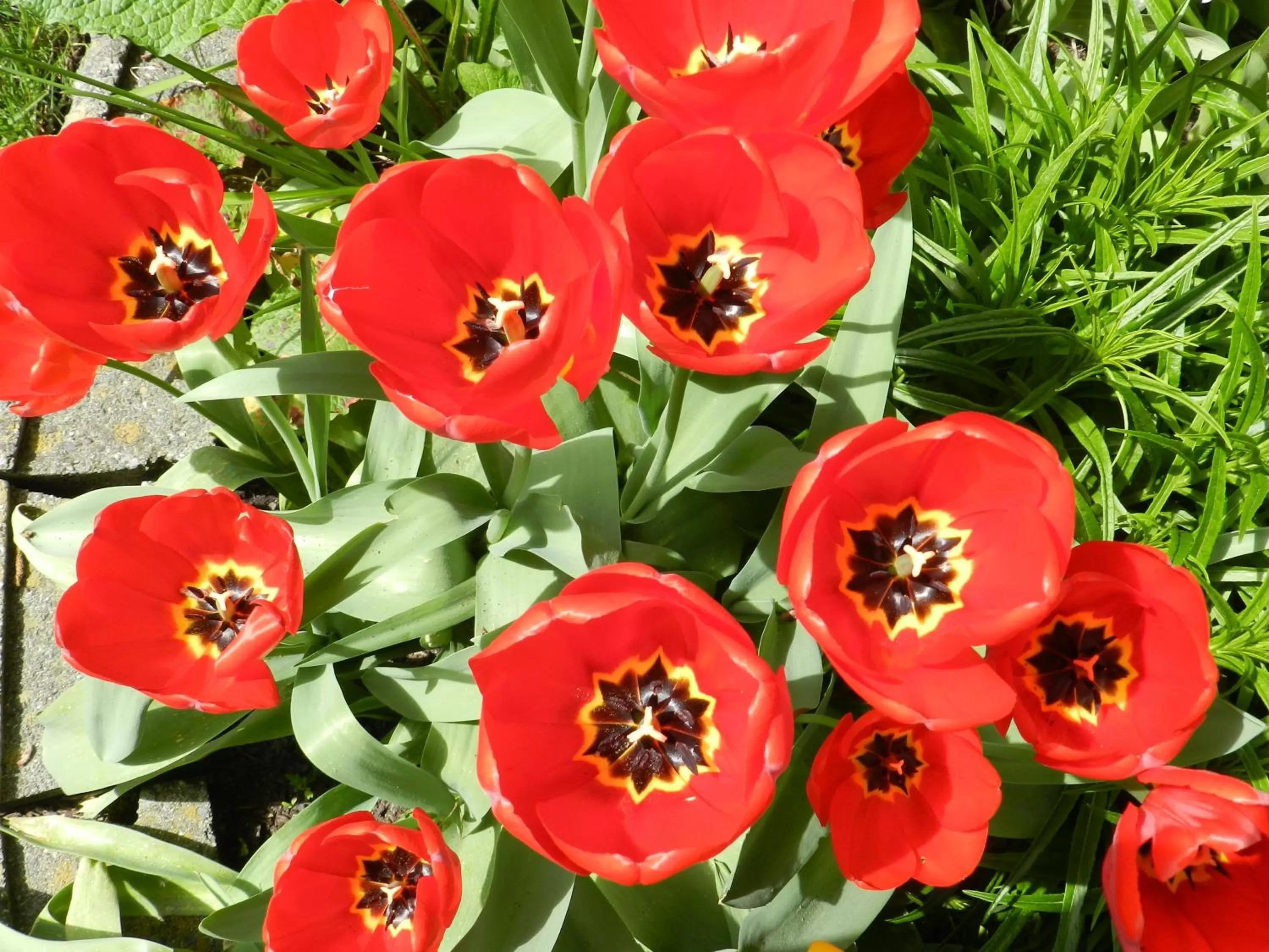 Garden, Food in Serenity