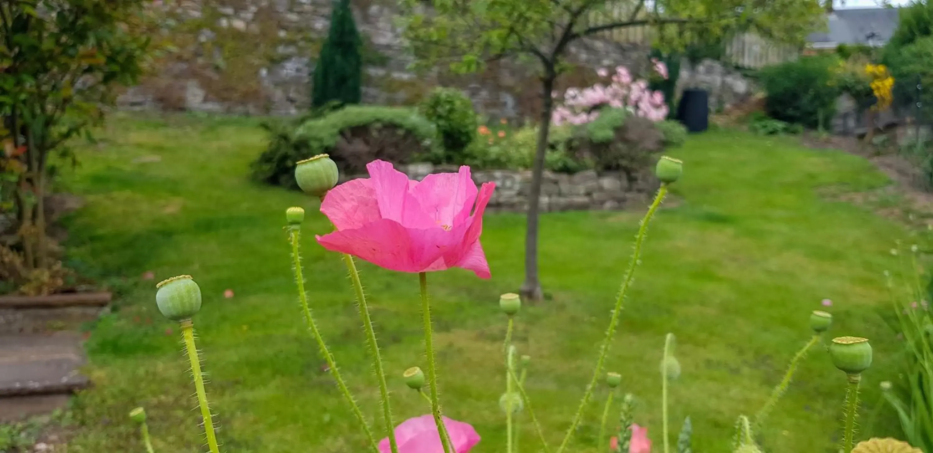 Garden in Mill Lodge-Brecon Beacons