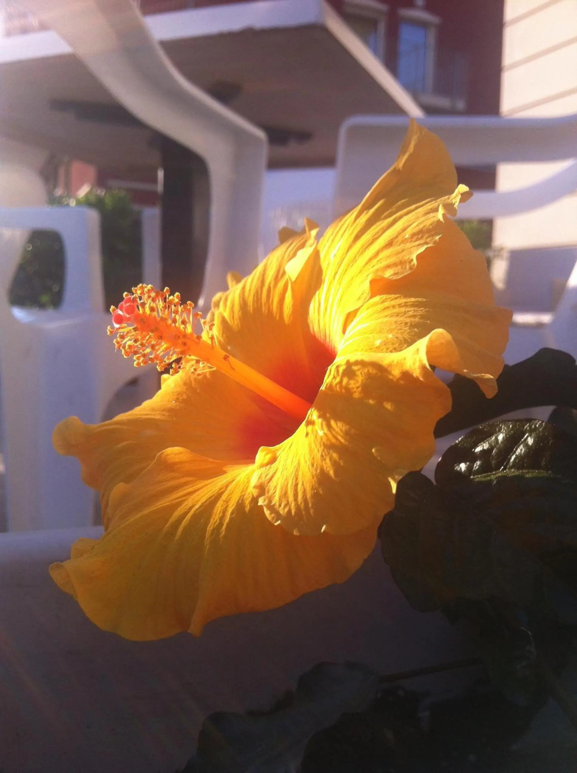 Other in Hotel Cosmopolita