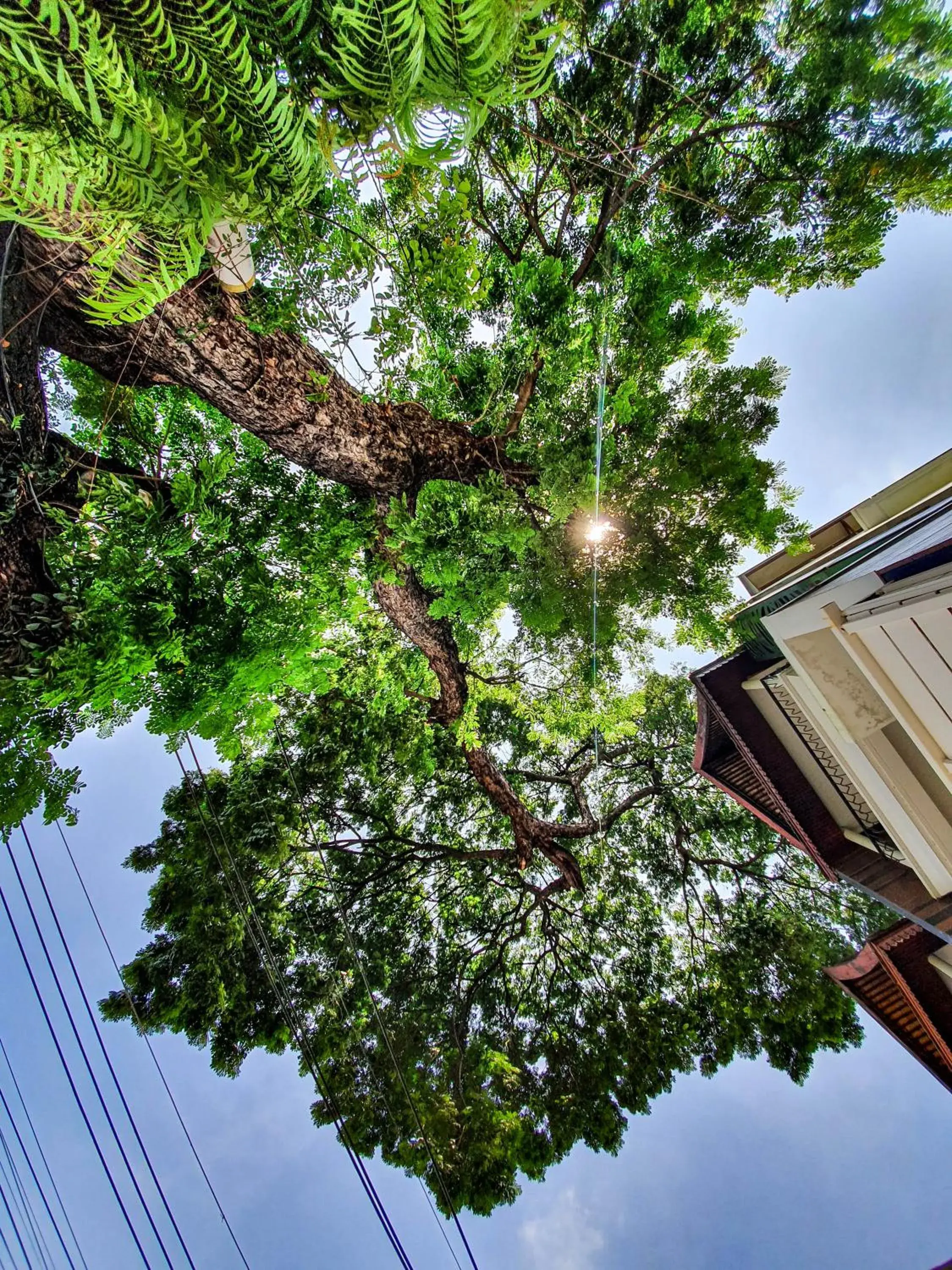 Garden in Big Tree Old Town Hotel