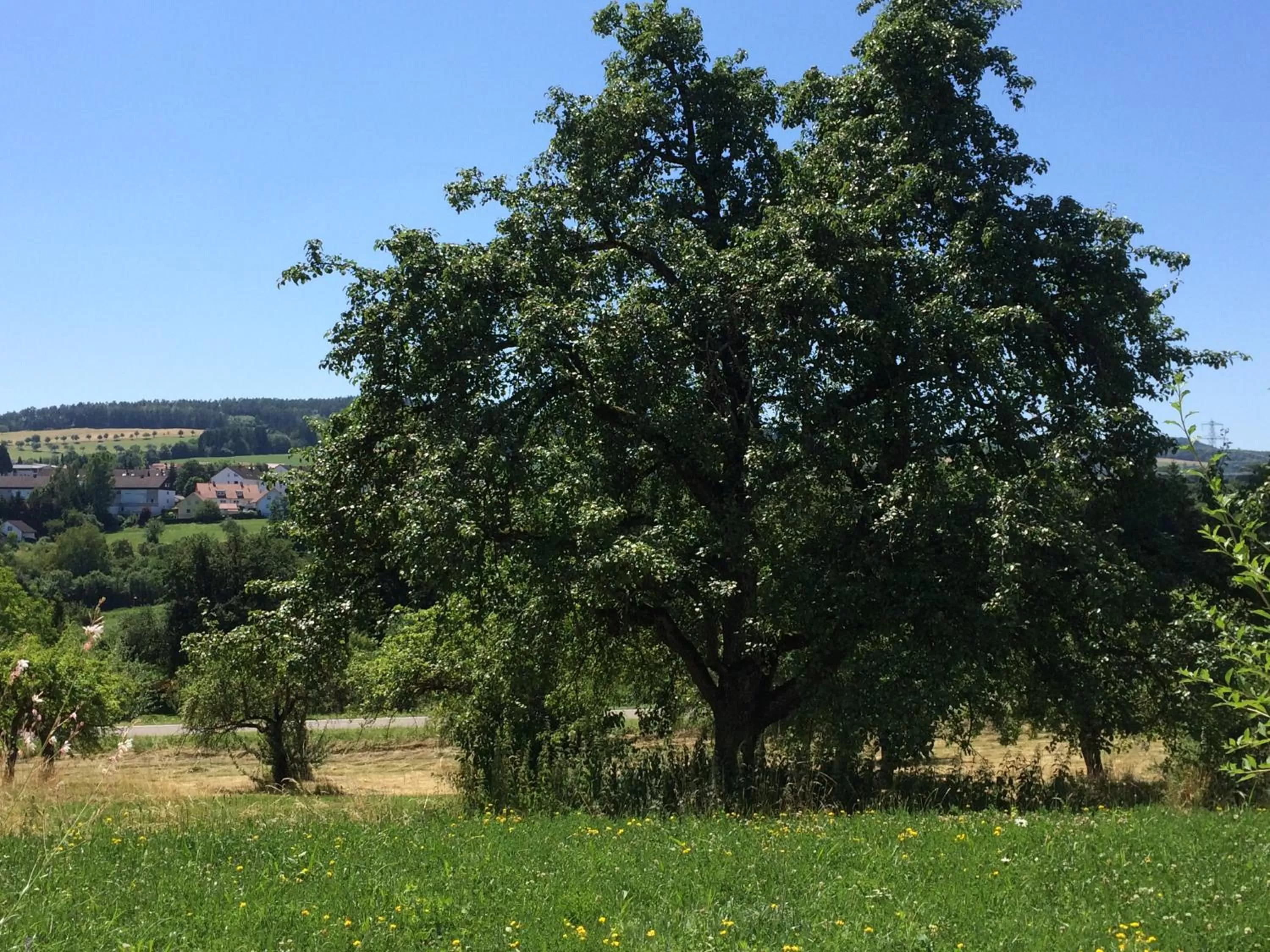 Day, Garden in Hewen Apartments