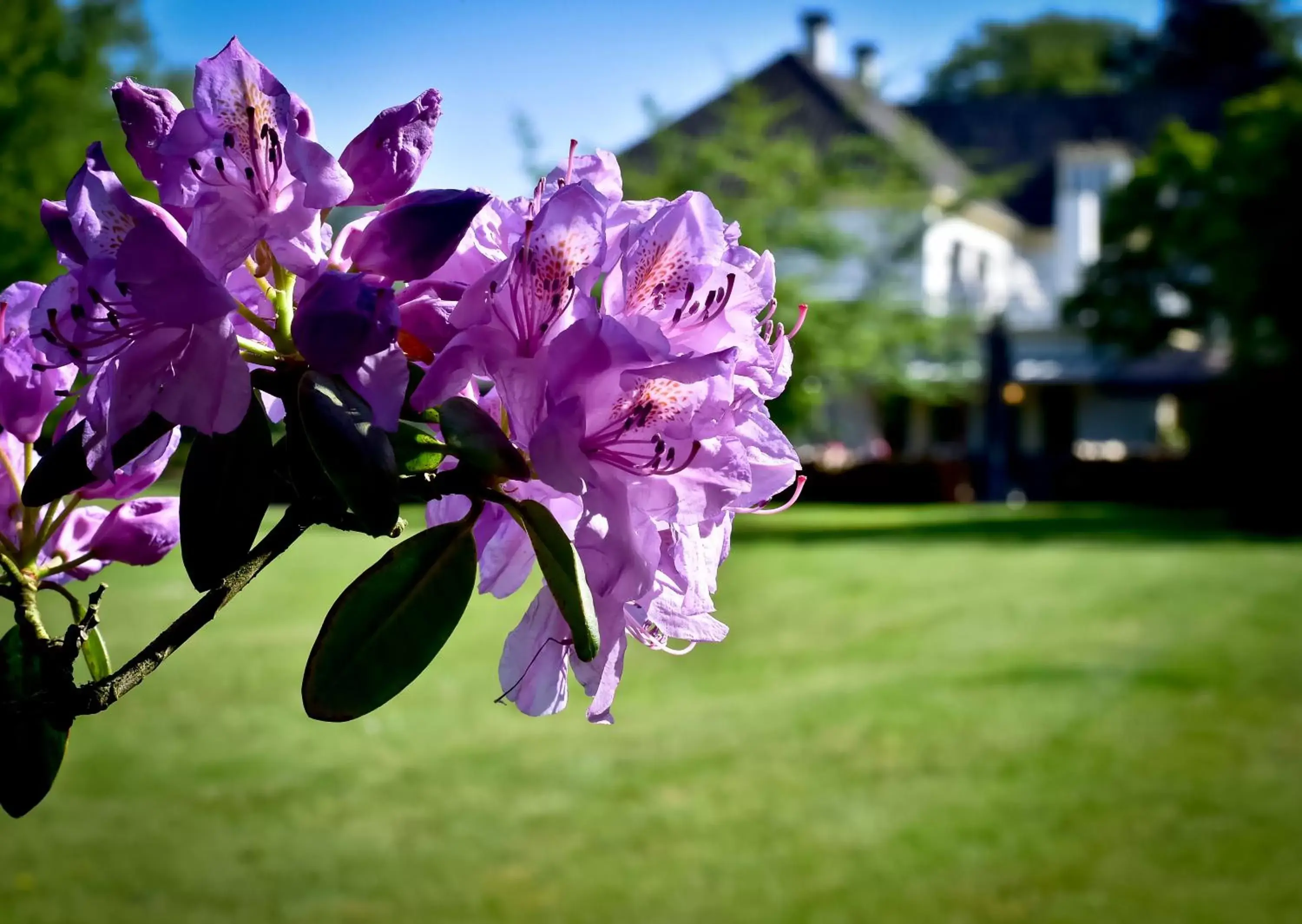 Garden in Landgoed Hotel & Restaurant Carelshaven