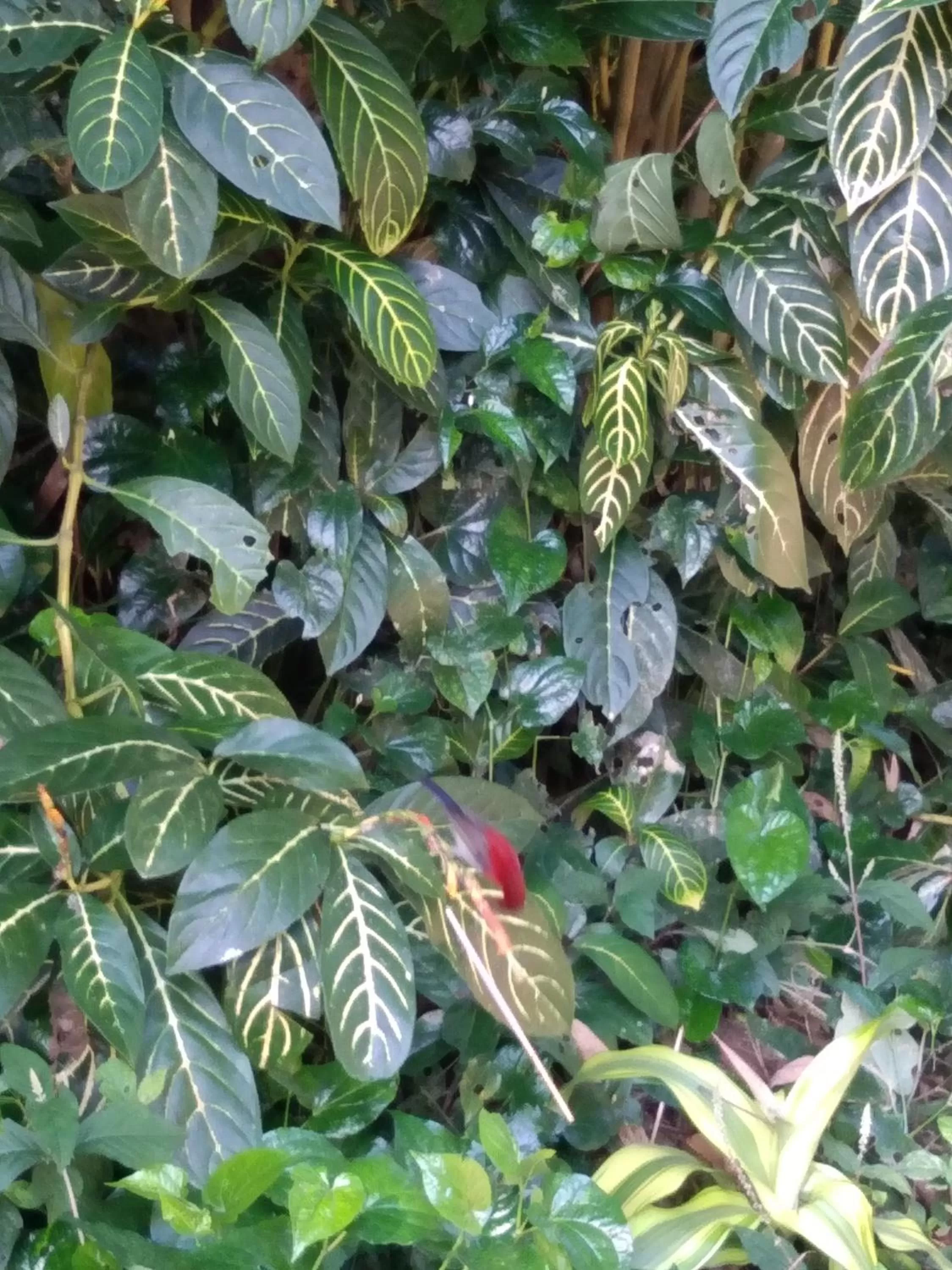 Garden in Khao Sok River & Jungle Resort