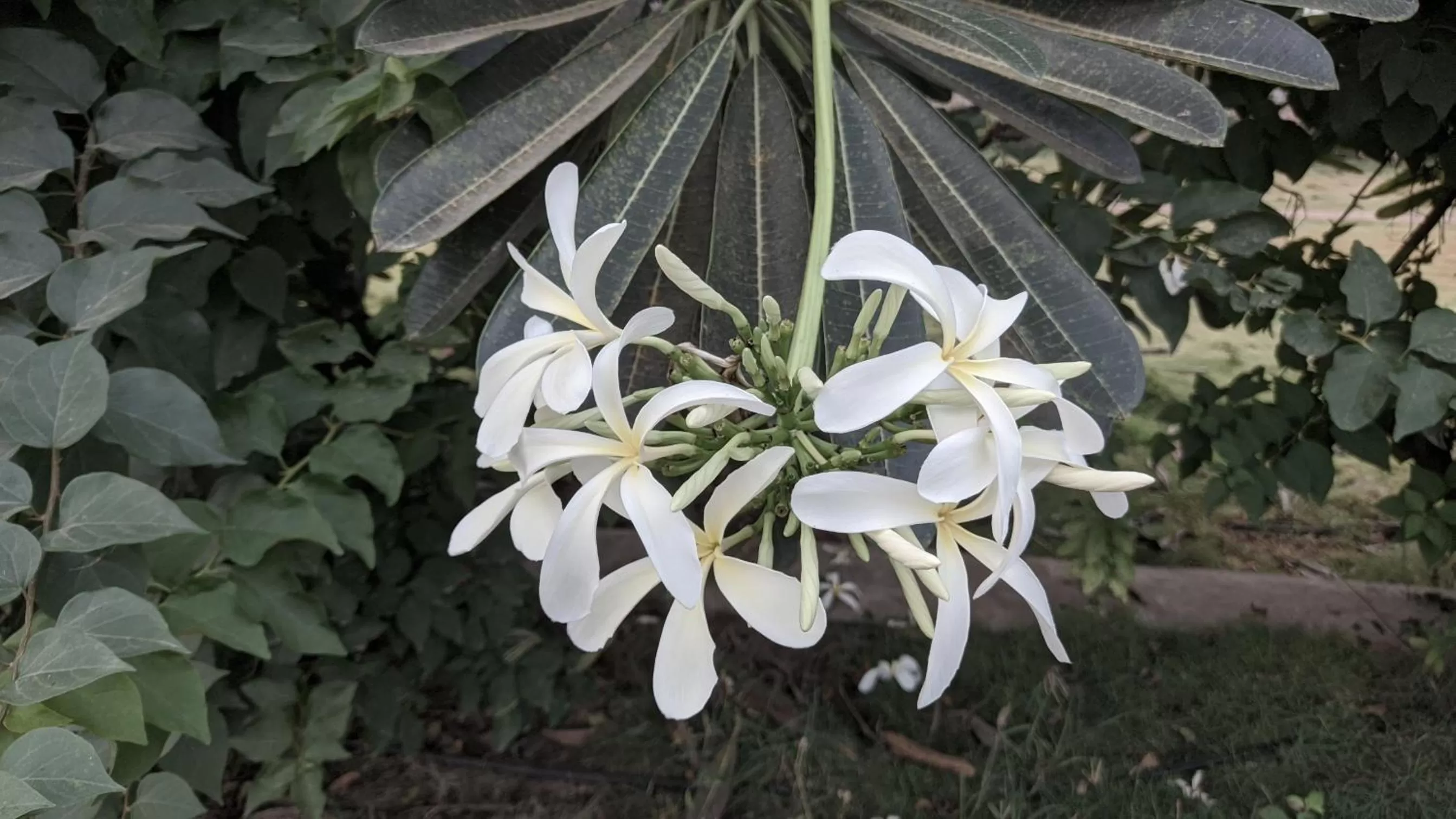 Area and facilities in Kanthi Resorts Badami