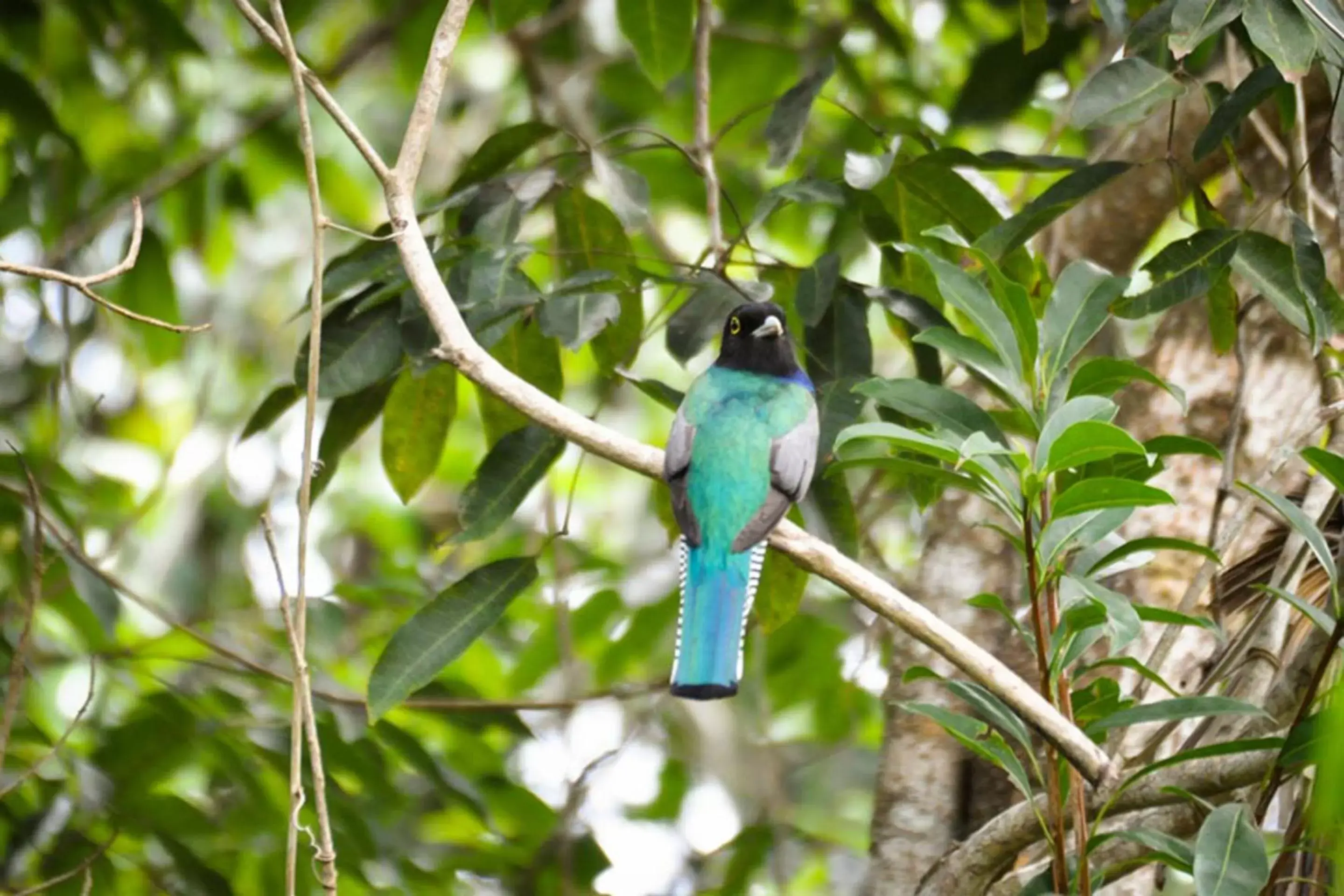 Garden, Other Animals in Jolie Jungle Eco Hotel