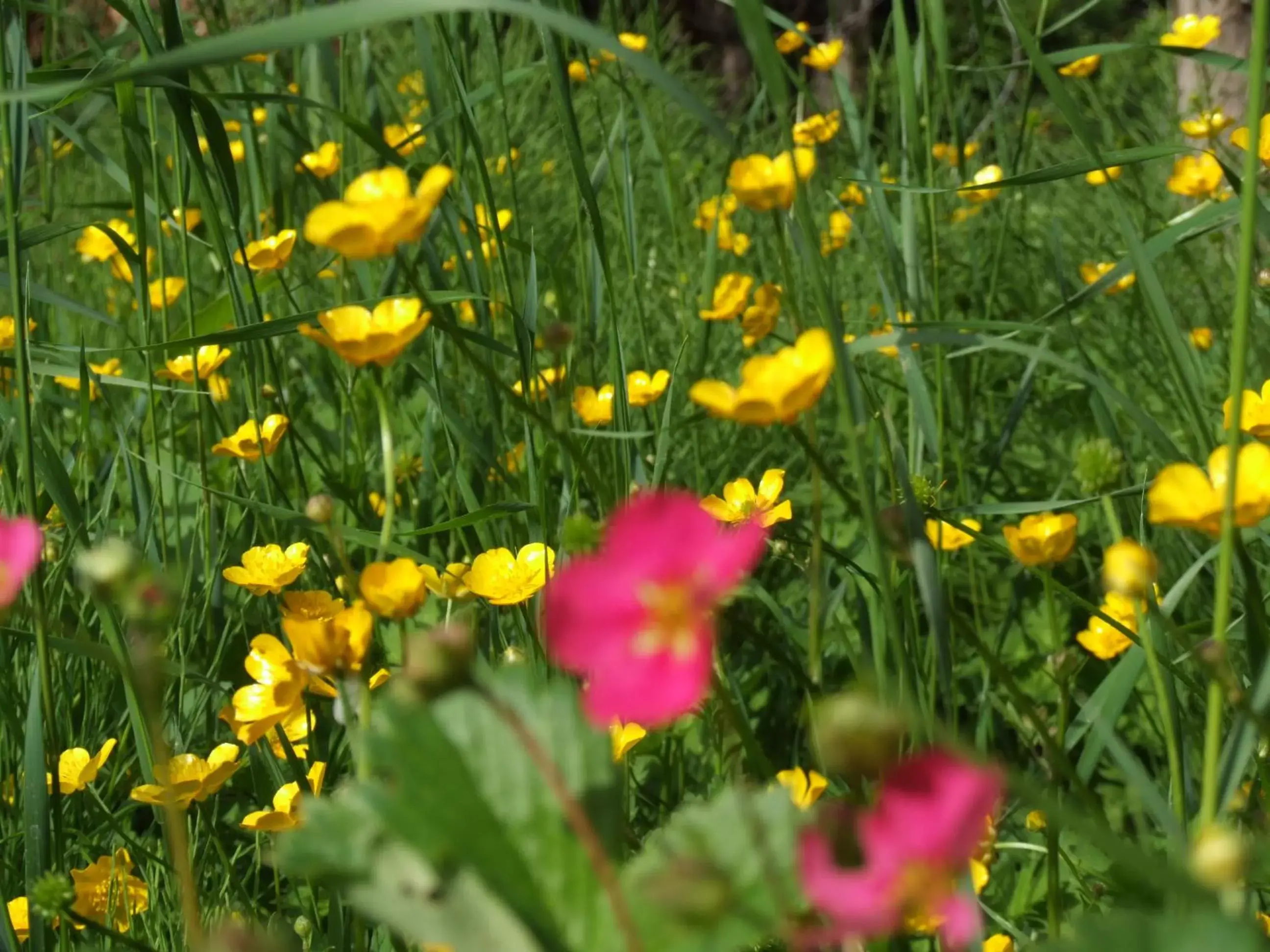 Garden in Stirling House