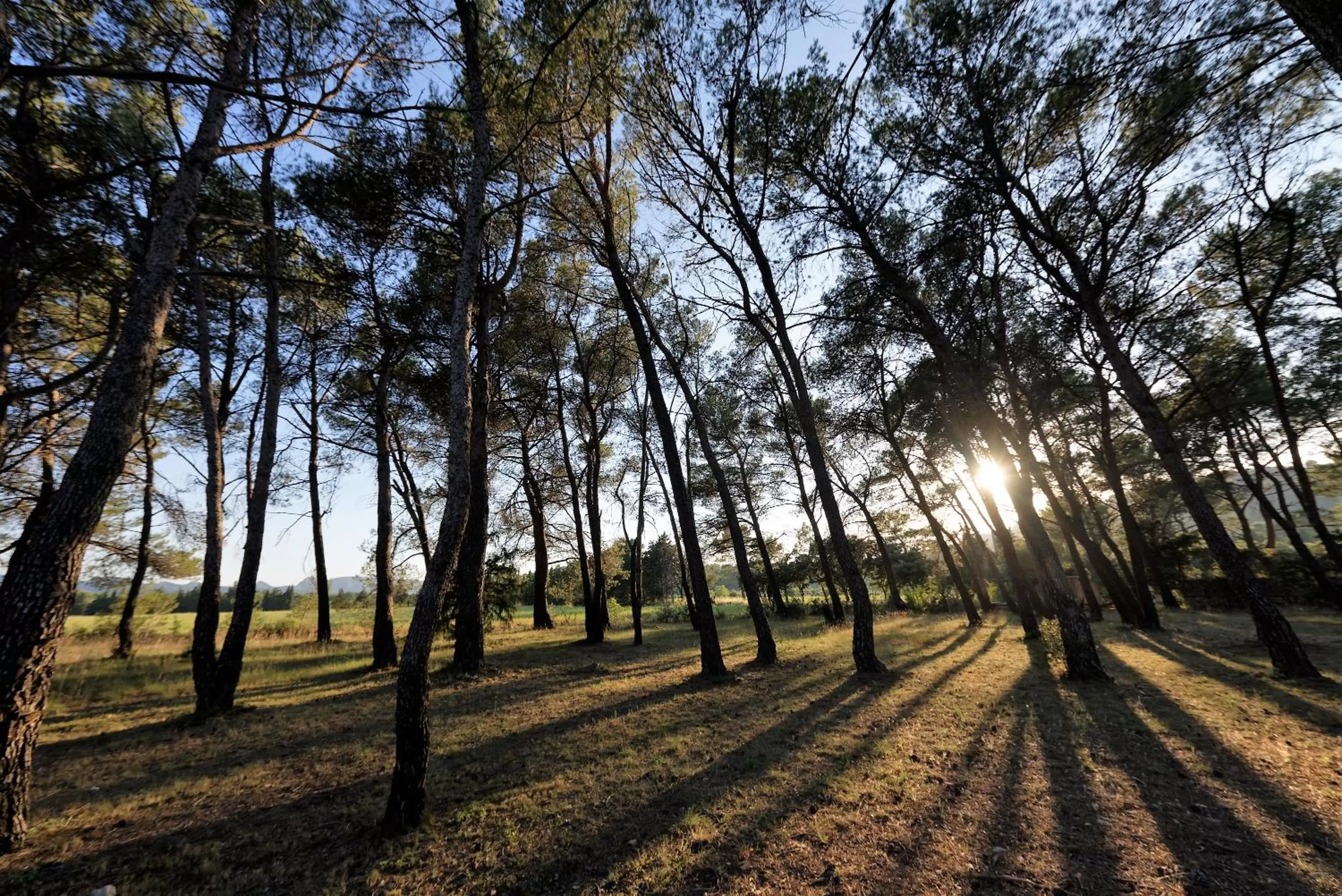 Garden view in Domaine la Pierre Blanche