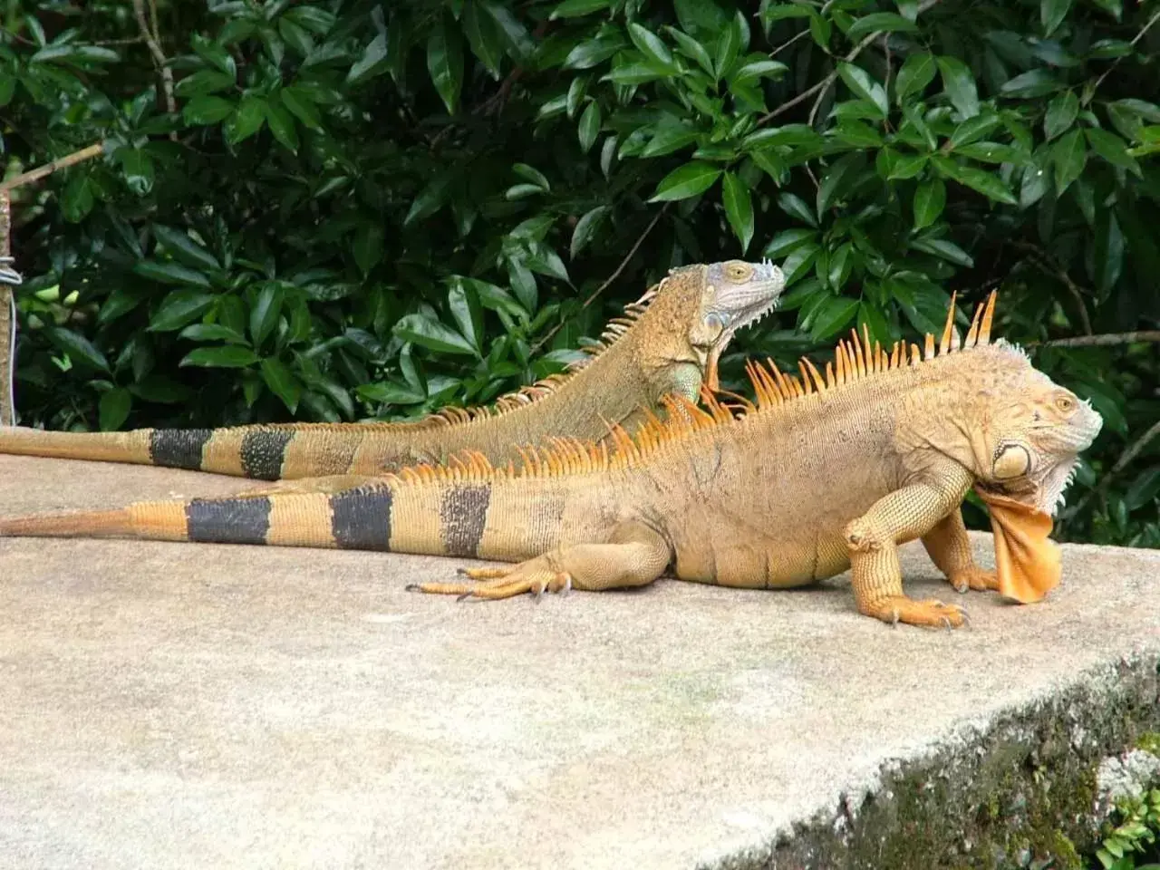 Hiking, Other Animals in Hotel Beachfront Vista Hermosa