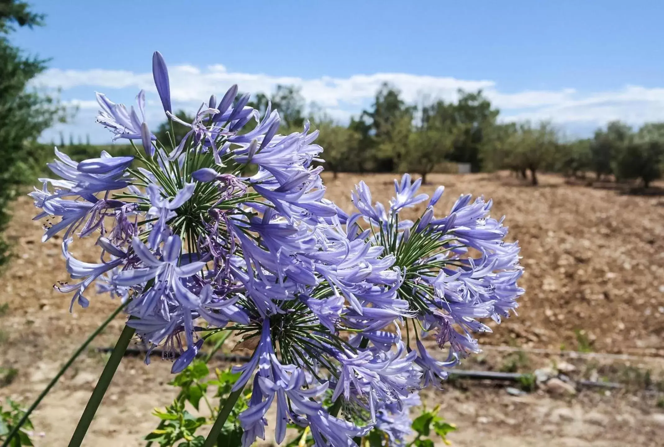 Natural landscape in ibis Styles Perpignan Canet En Roussillon