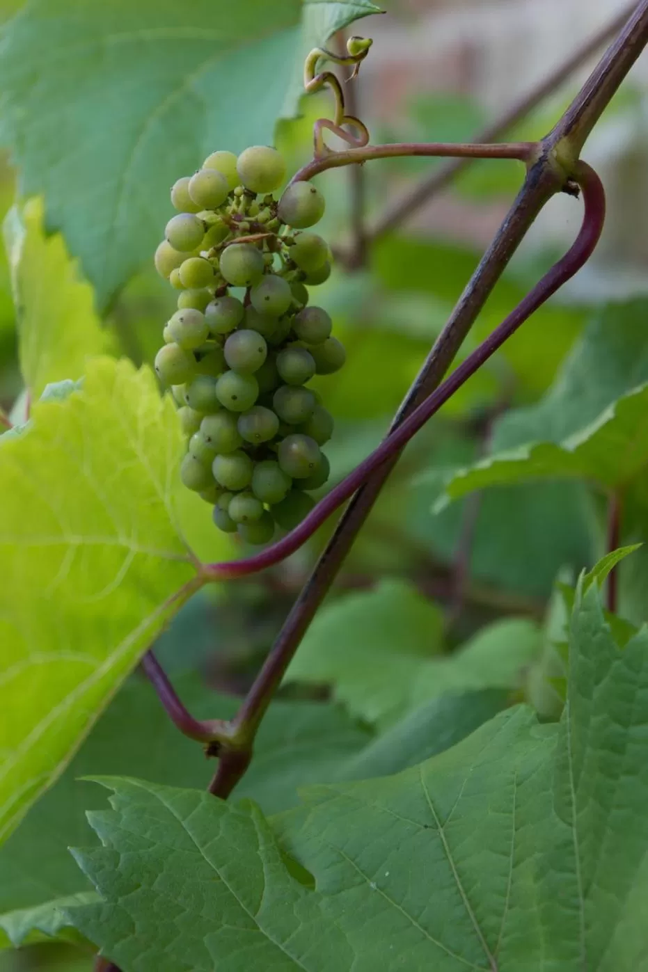 Garden in Oud Gemeentehuis