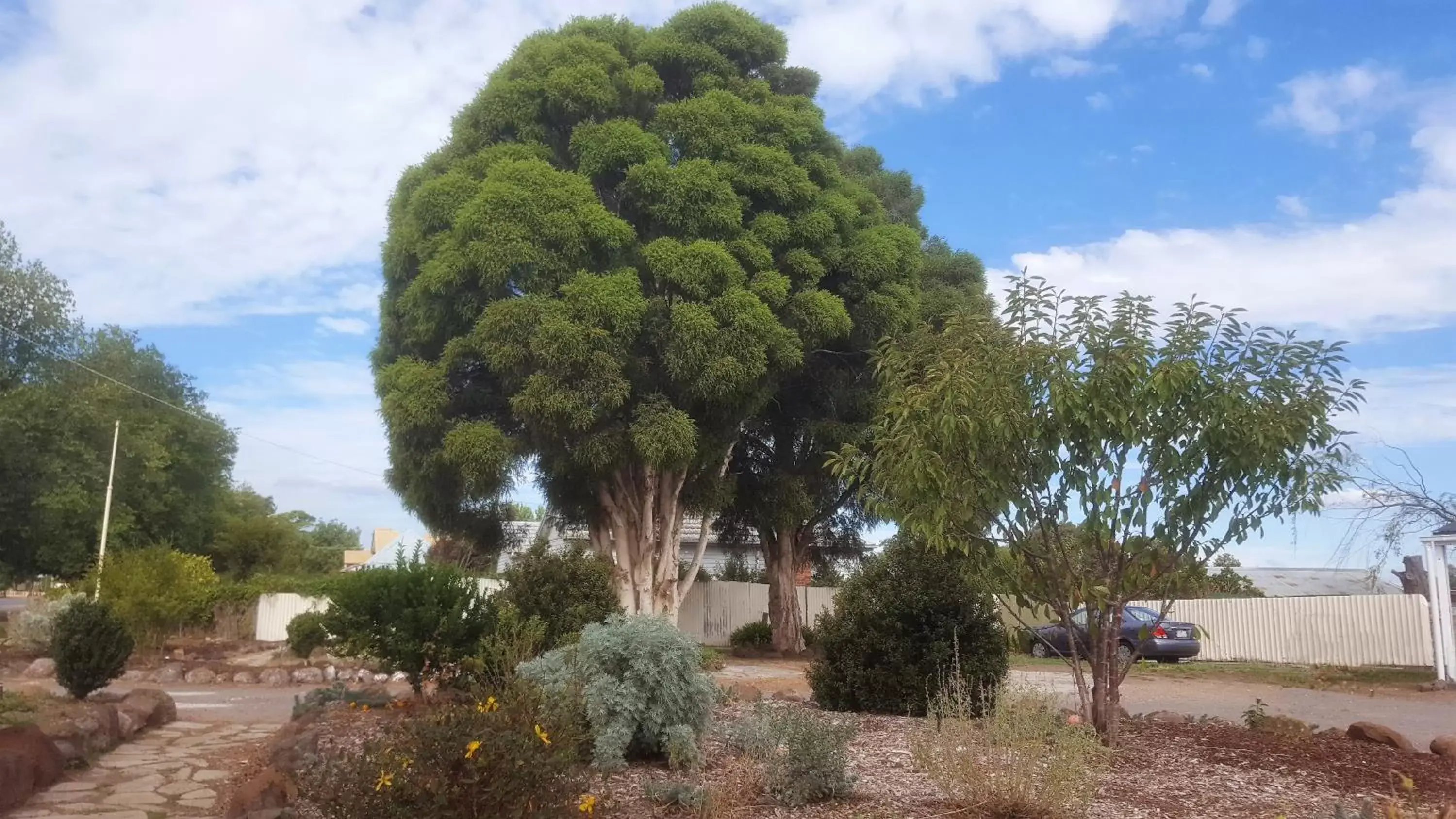 Garden in Clunes Motel