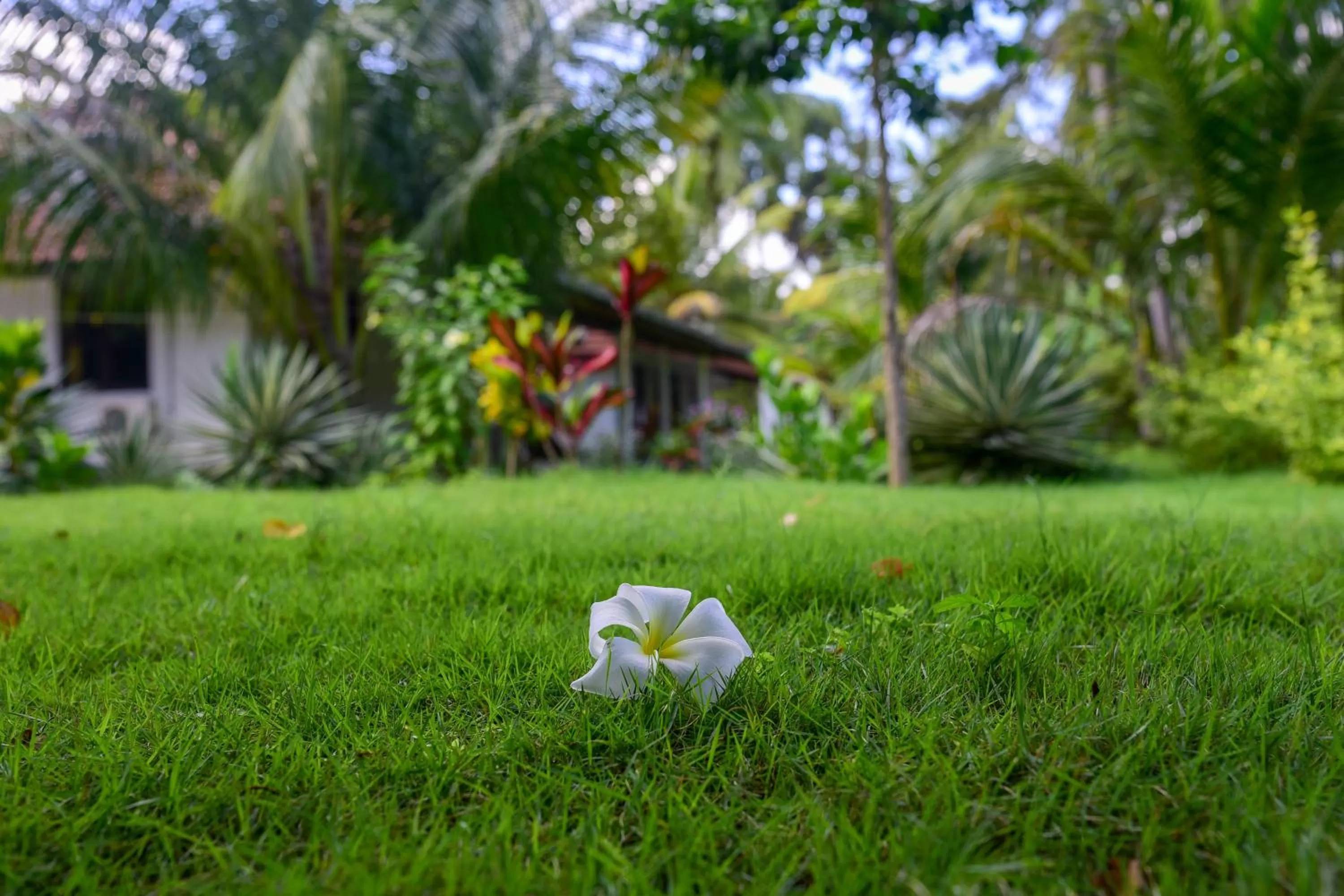 Garden in 108 Palms Beach Resort