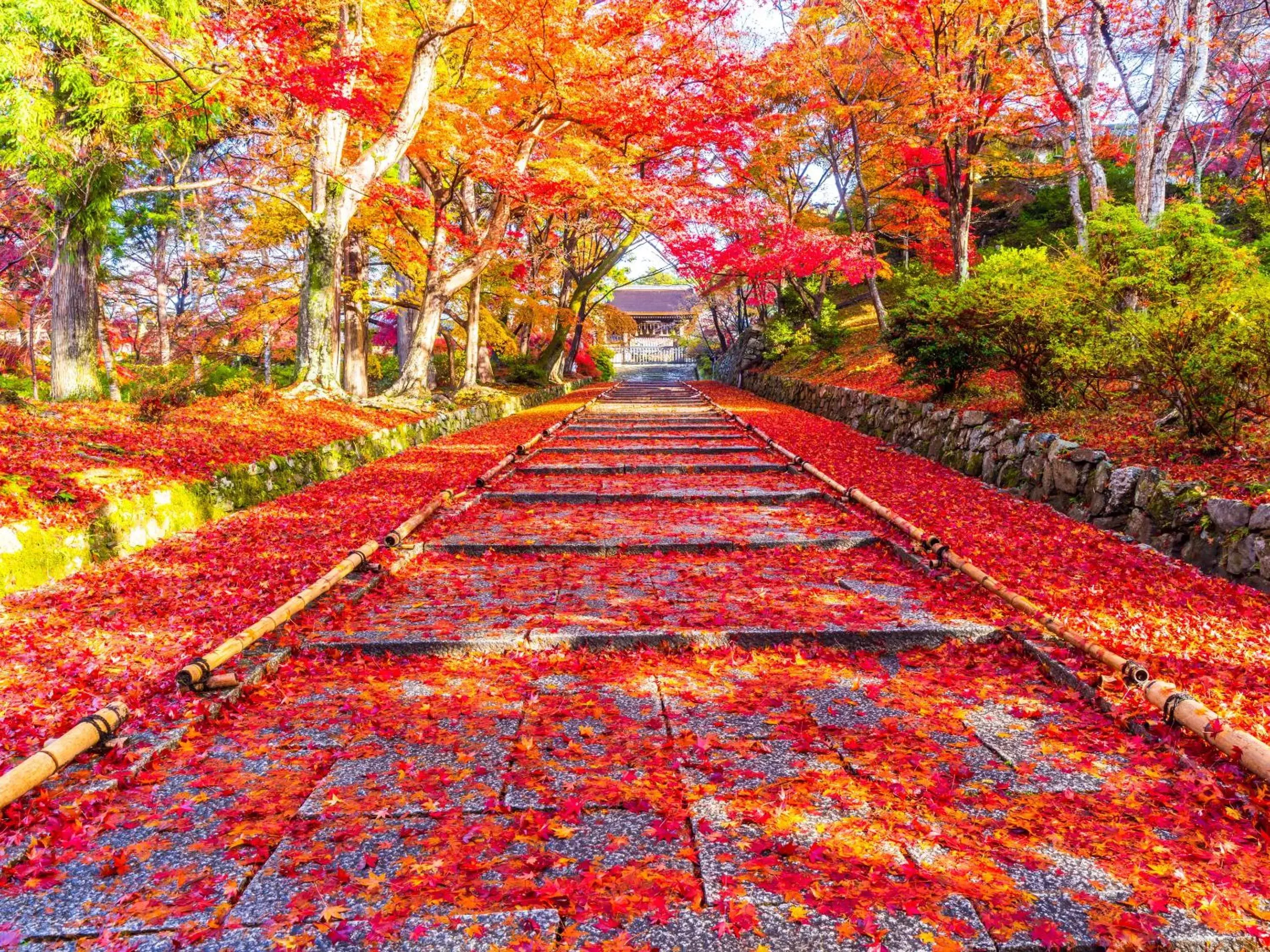 Nearby landmark, Garden in eph KYOTO