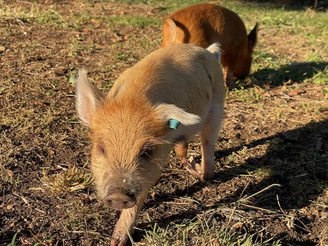 Animals, Other Animals in Quirindi Sunflower Motor Inn