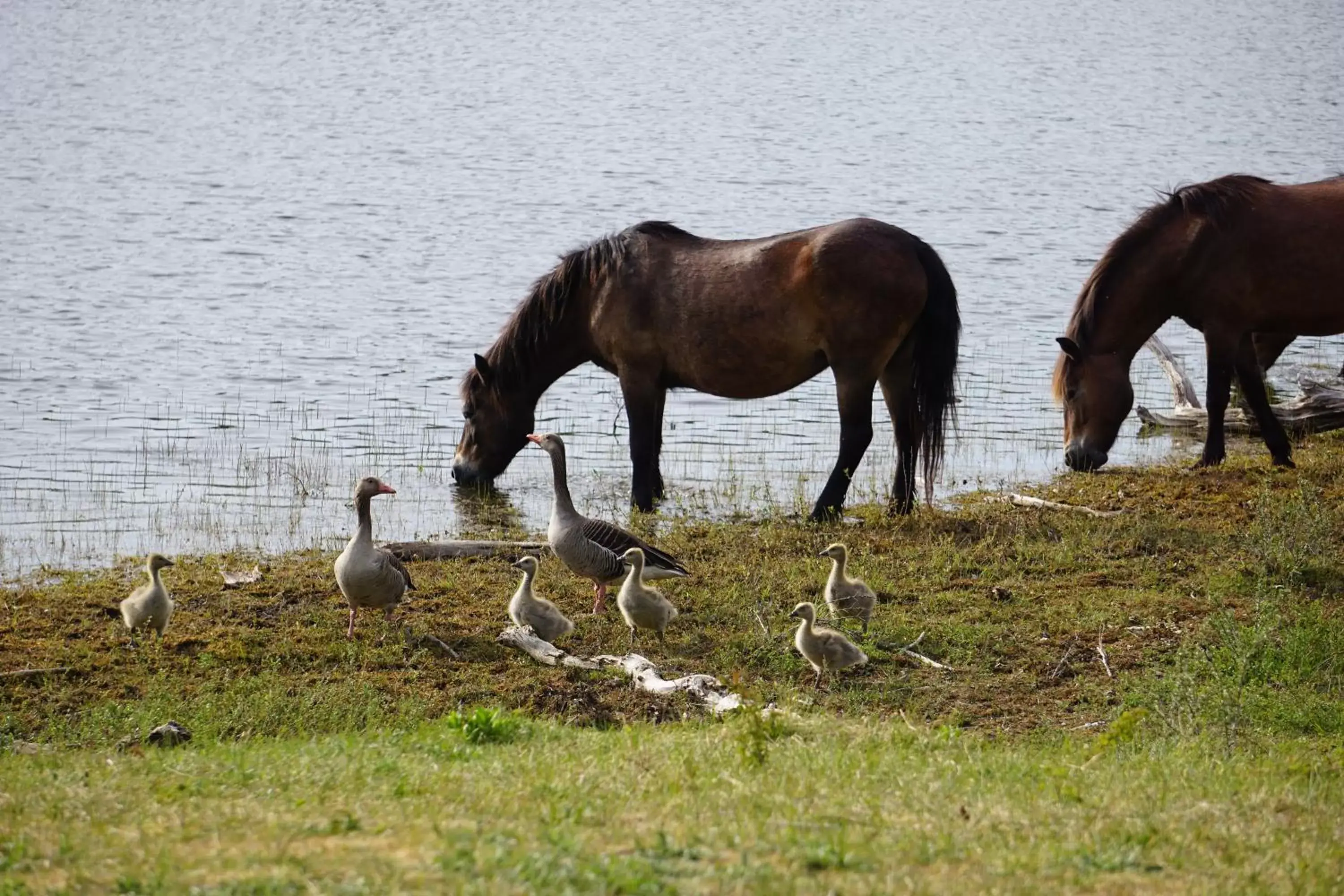 Natural landscape, Other Animals in Hotel Heemskerk