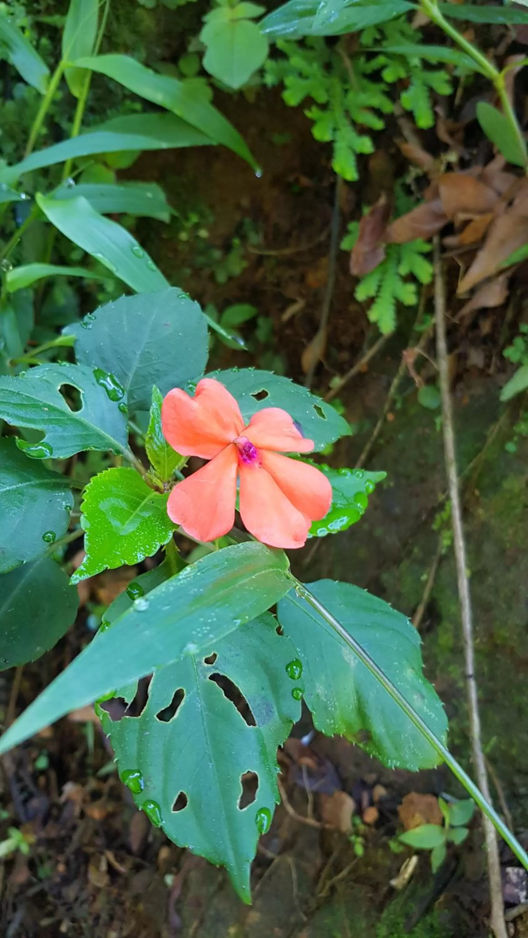 Garden in Hotel Rivel - Adventure & Nature Retreat