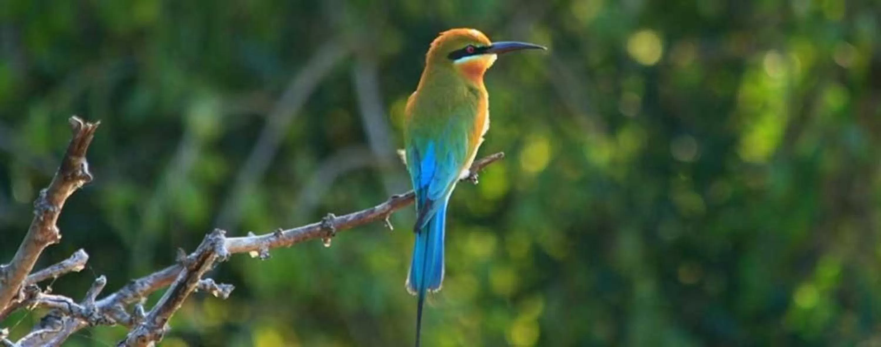 Activities in Giritale Hotel