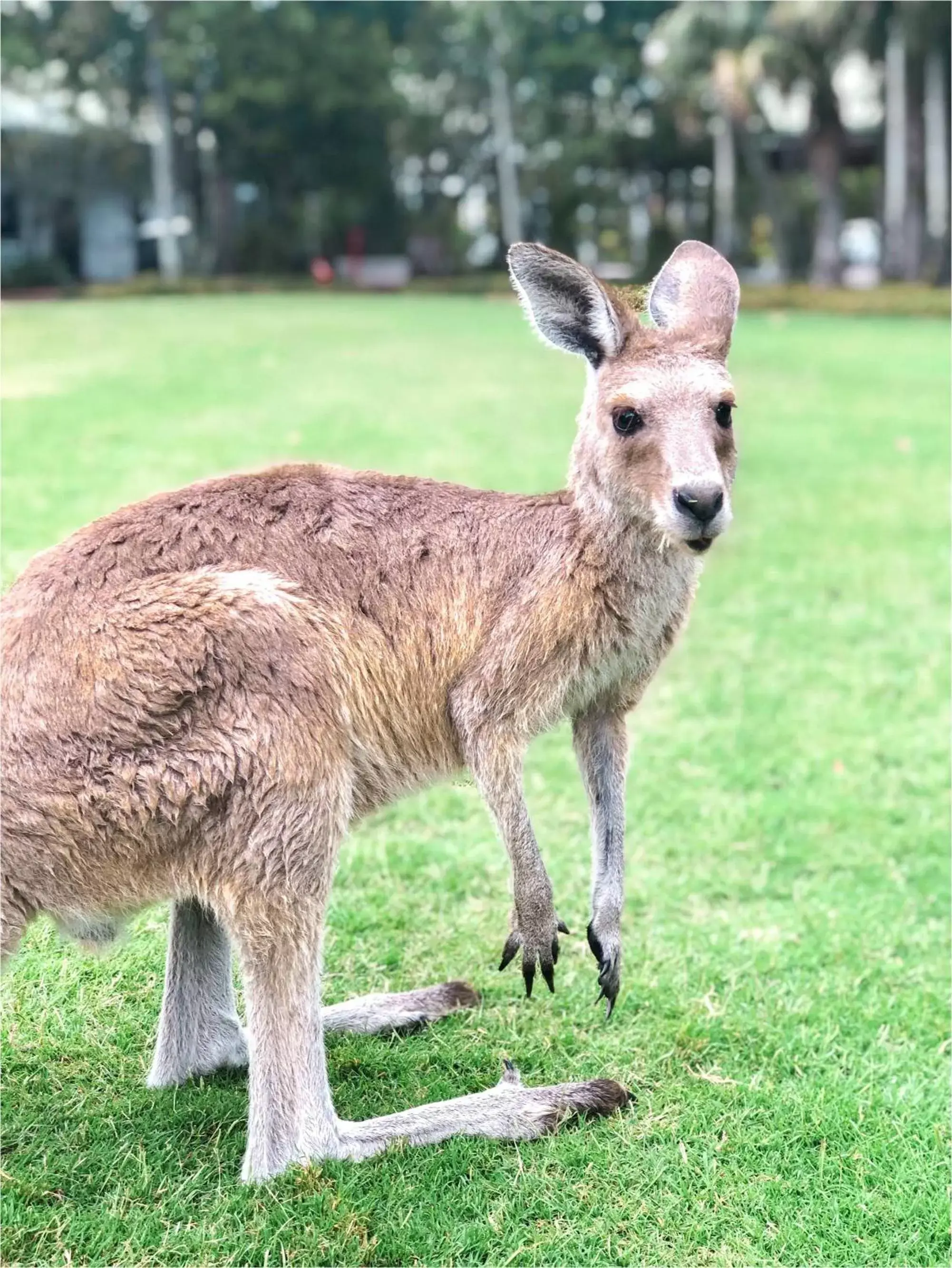 Animals, Other Animals in Novotel Sunshine Coast Resort