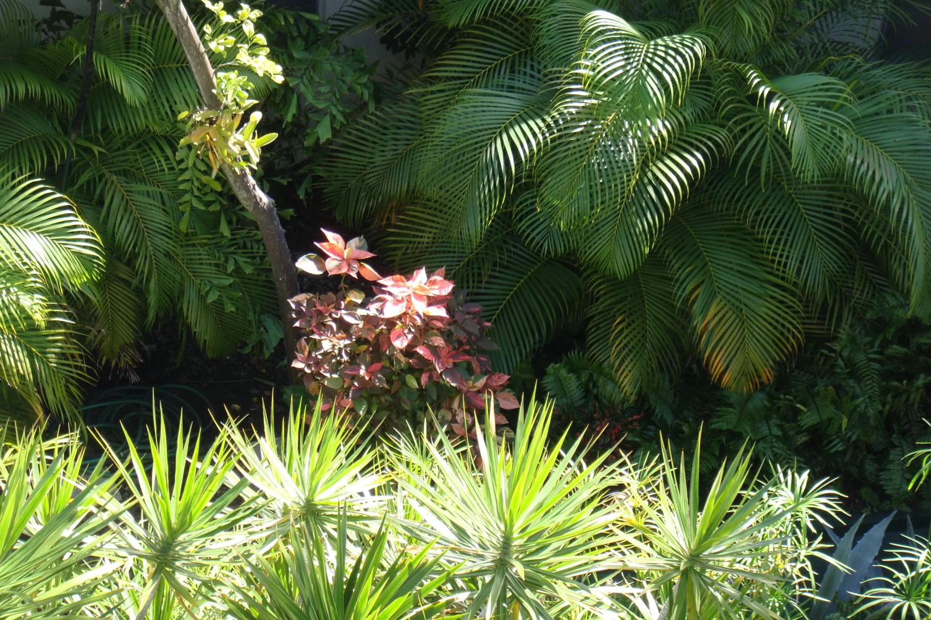 Garden in El Patio Motel