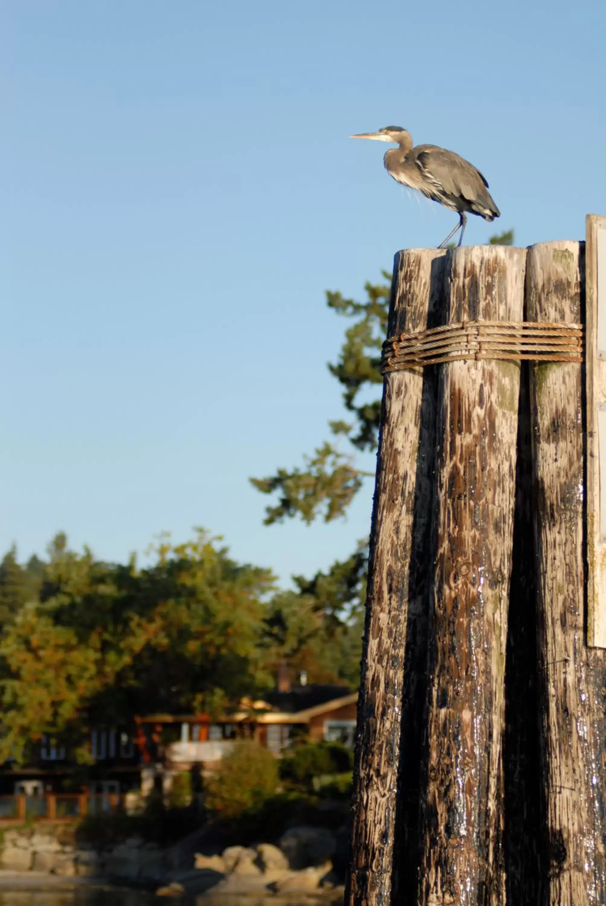 Day, Other Animals in Galiano Oceanfront Inn & Spa