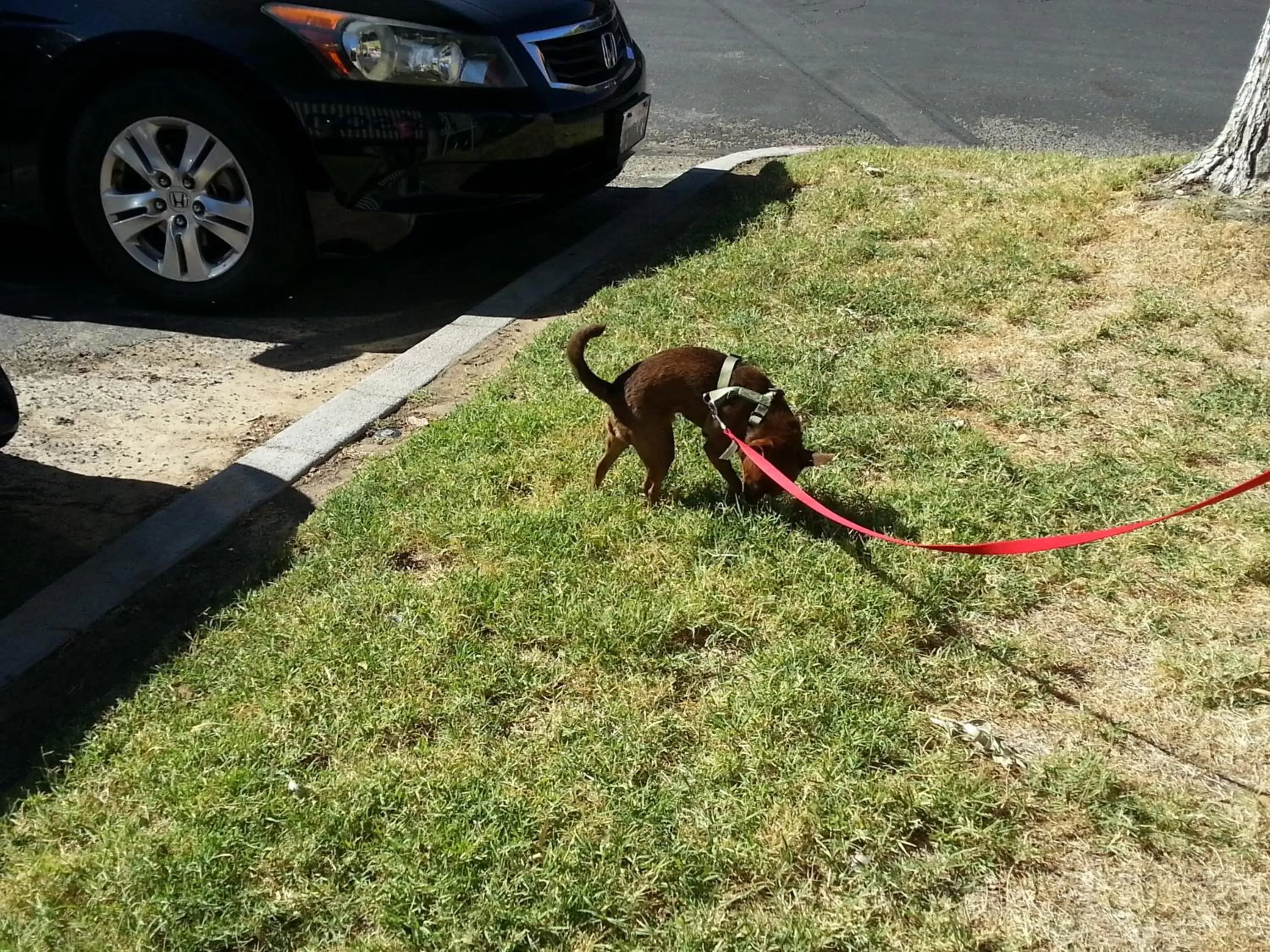 Neighbourhood, Pets in Baymont by Wyndham Barstow Historic Route 66