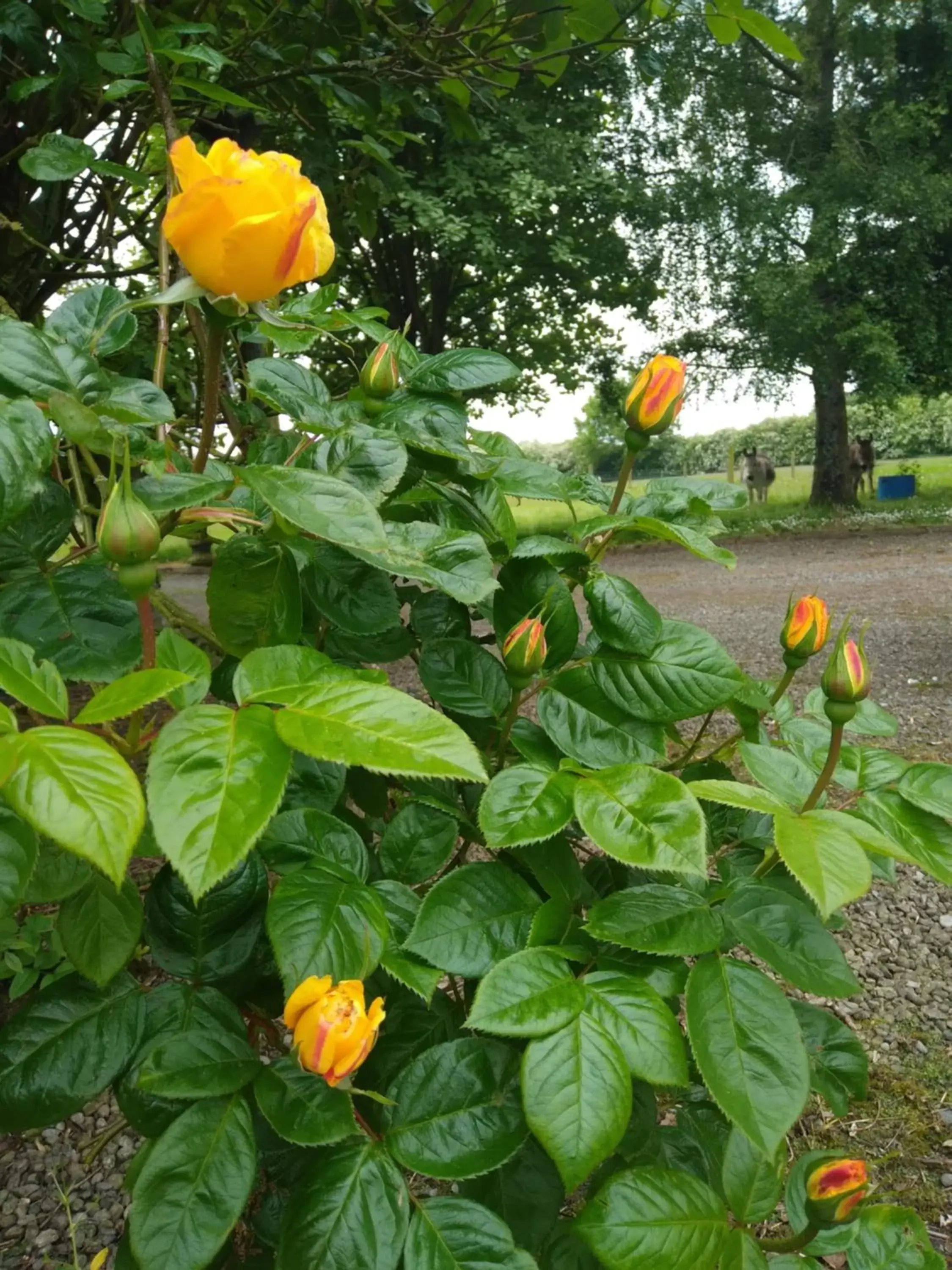 Garden in Dunroven Guest House