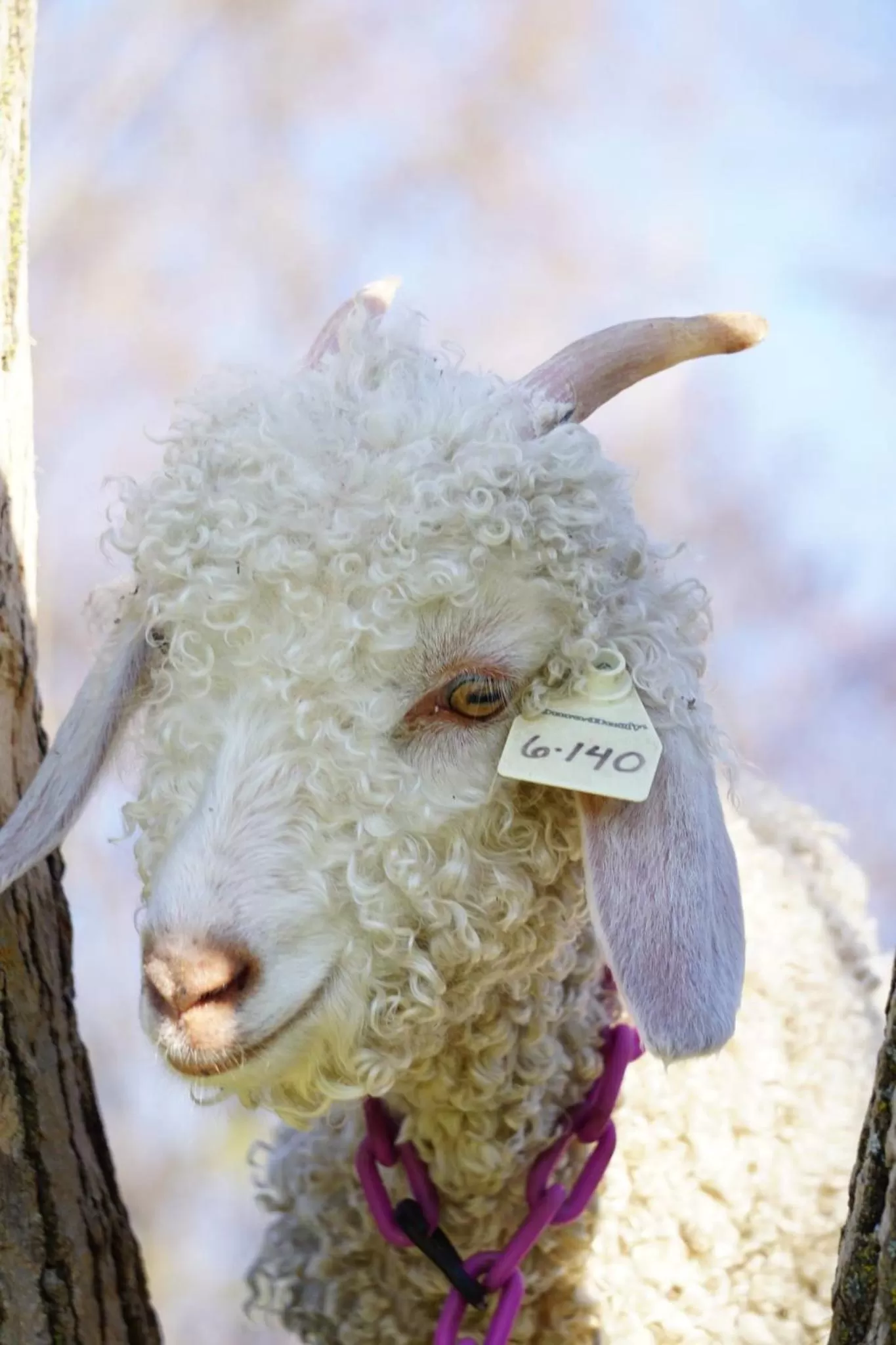 Animals, Other Animals in Rainbow Ridge Farms