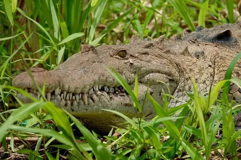 Other Animals in Iguanitas Lodge