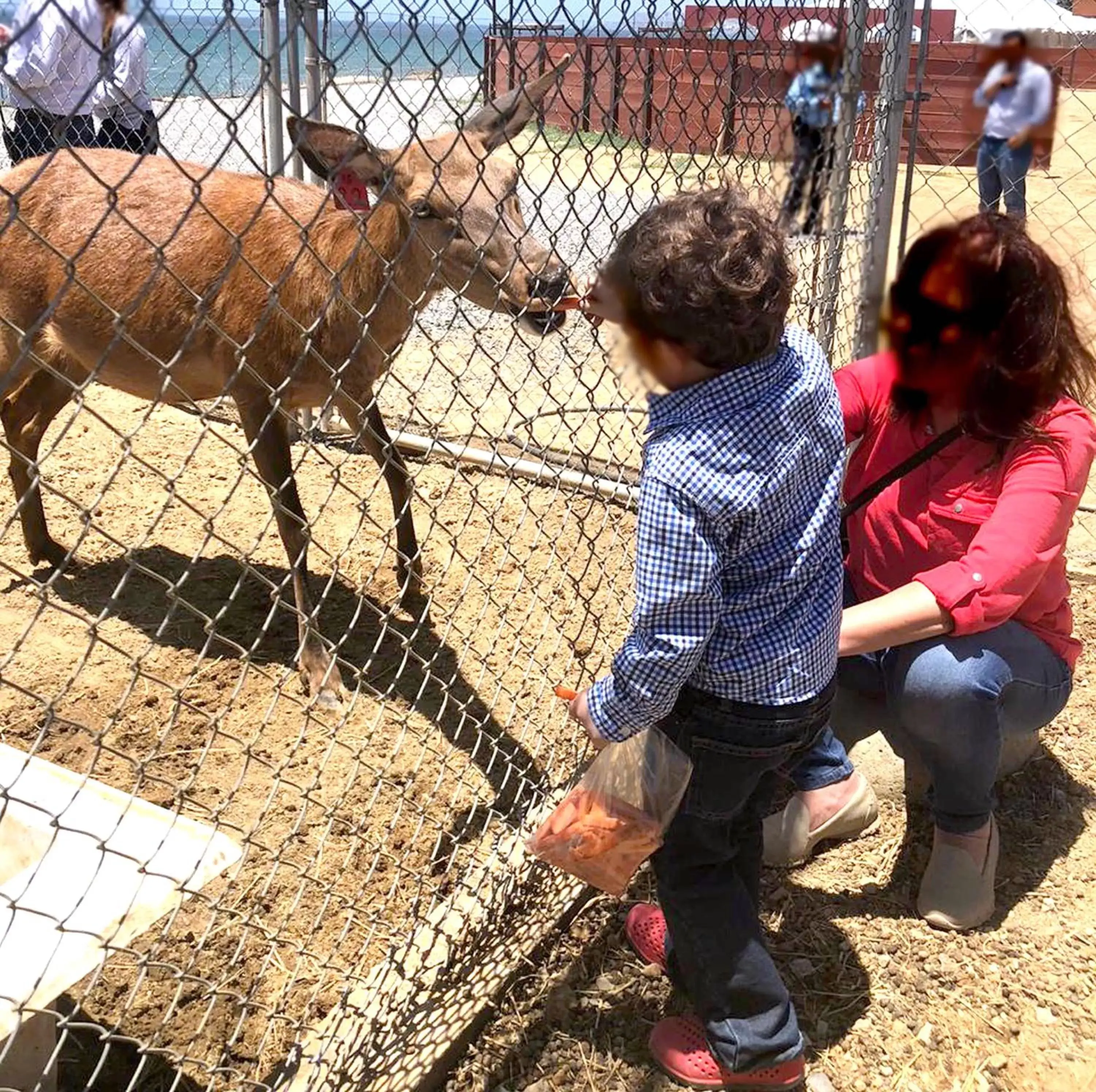 Animals, Children in Puerto Nuevo Baja Hotel & Villas