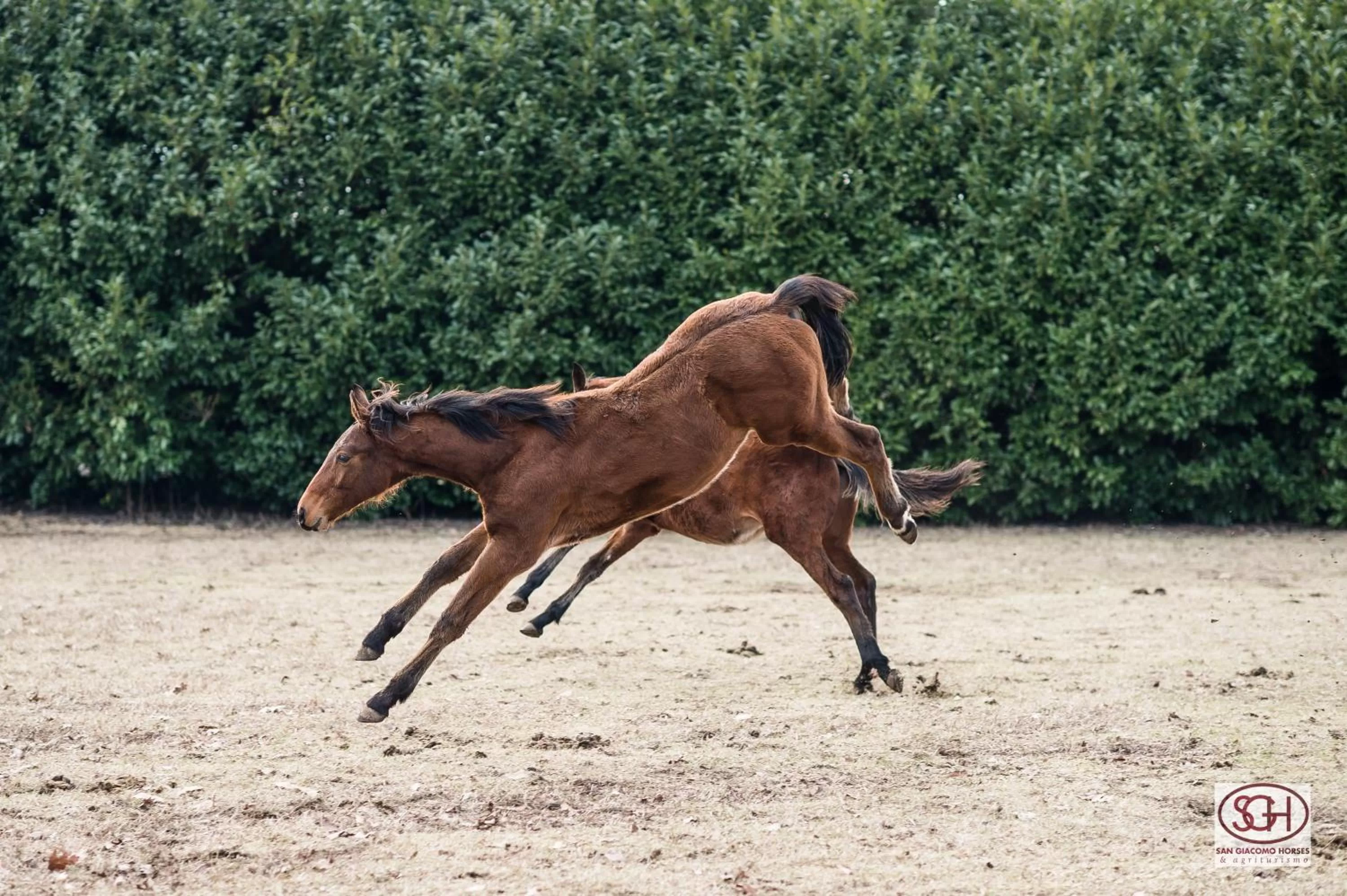 Pets in San Giacomo Horses & Agriturismo