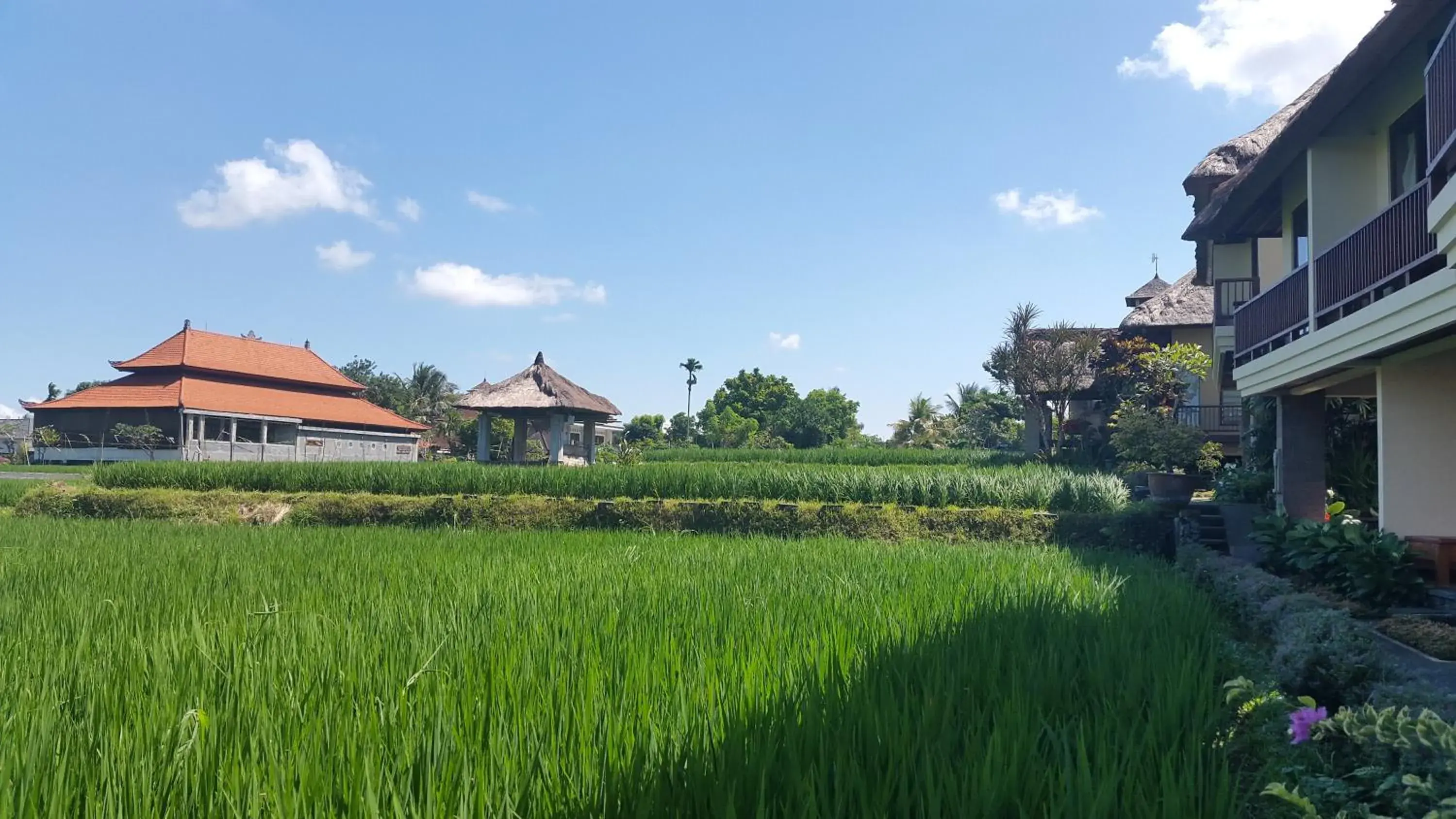 Natural landscape, Garden in Biyukukung Suite & Spa