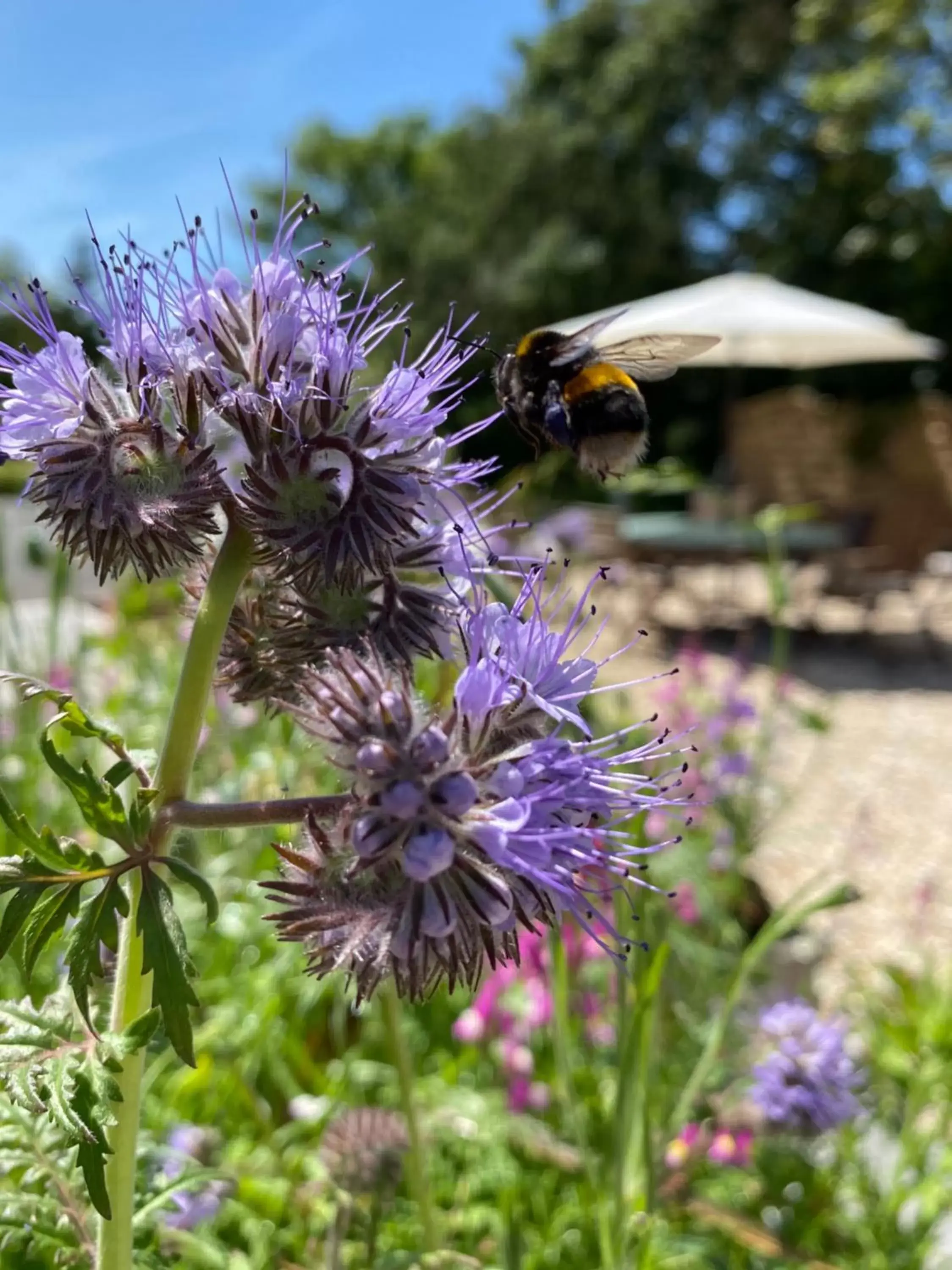 Garden in Toppesfield House B&B