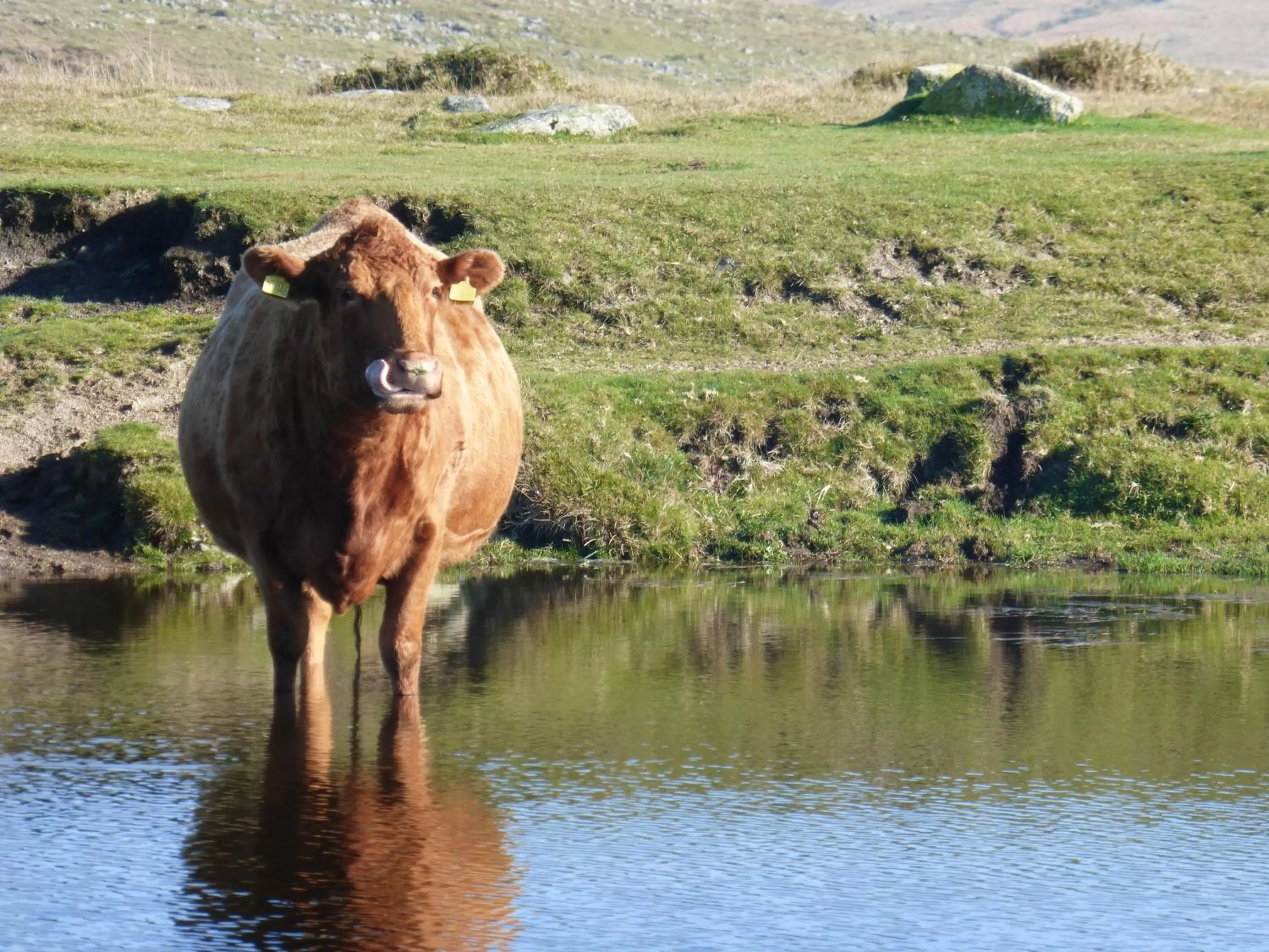 Natural landscape, Other Animals in Barnabas House