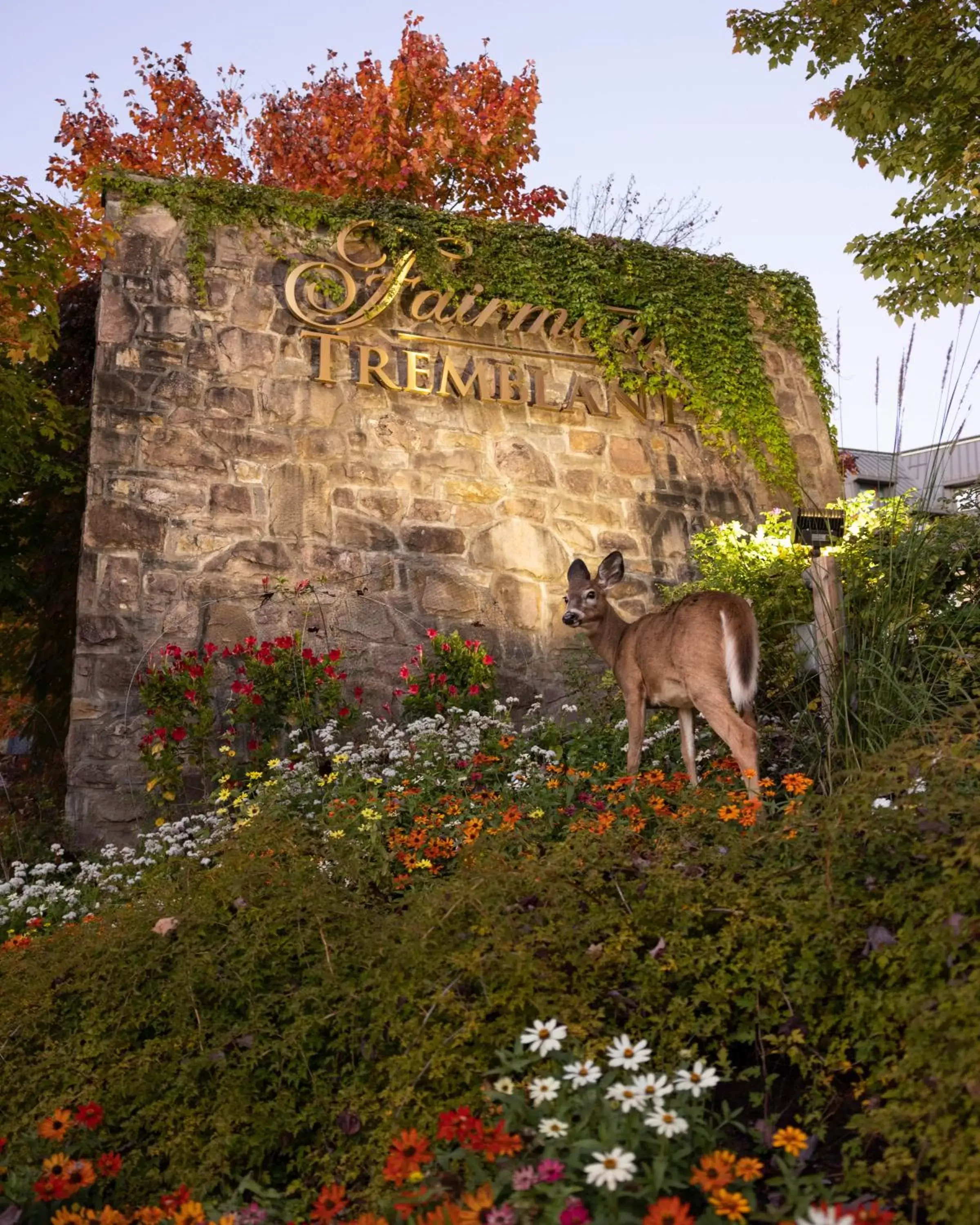 Property building, Other Animals in Fairmont Tremblant