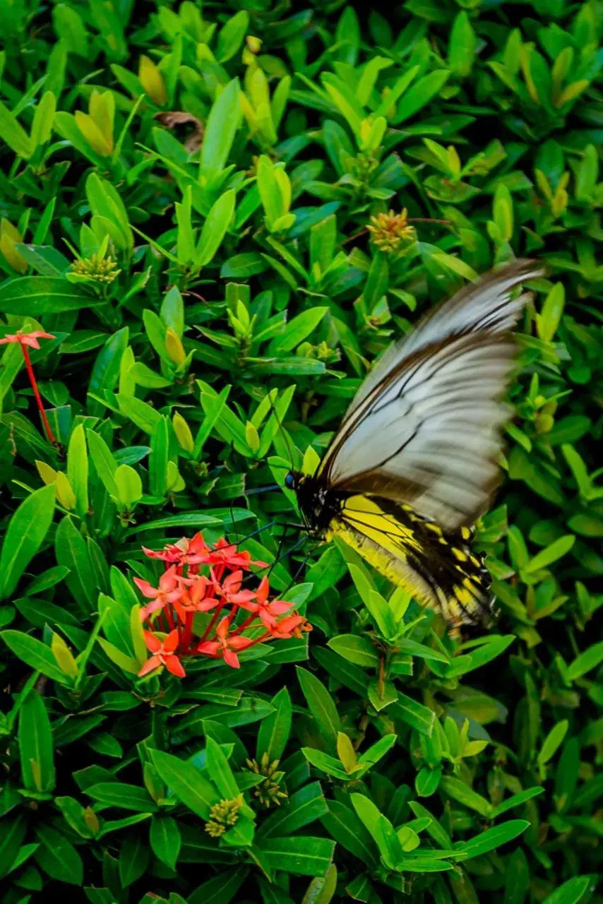 Garden, Other Animals in Beringgis Beach Resort & Spa